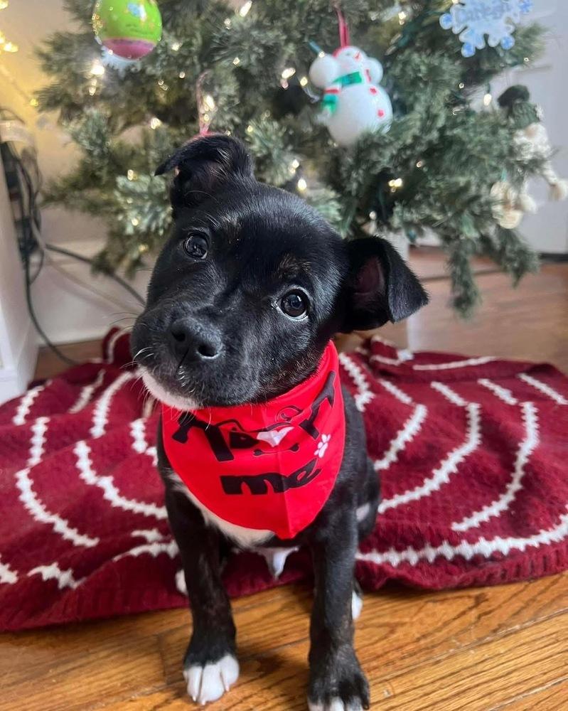 Enlarge Freddy, a Adoptable mixed breed in Syracuse, NY image 5/6