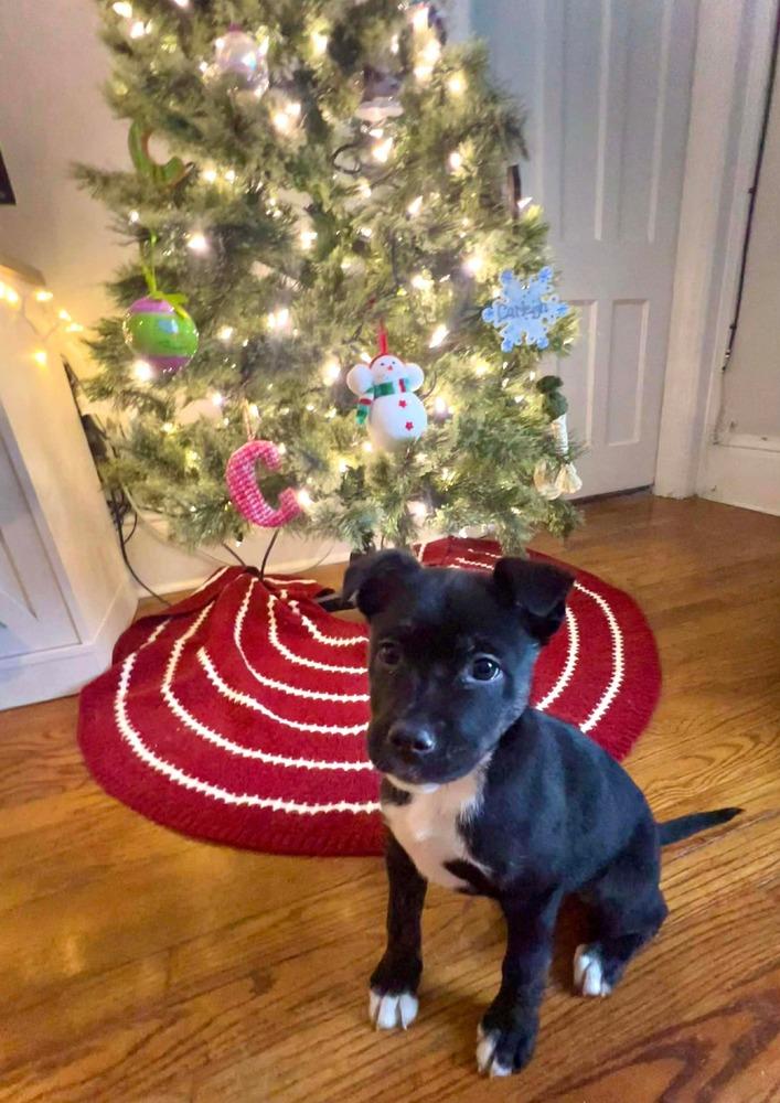 Enlarge Freddy, a Adoptable mixed breed in Syracuse, NY image 6/6