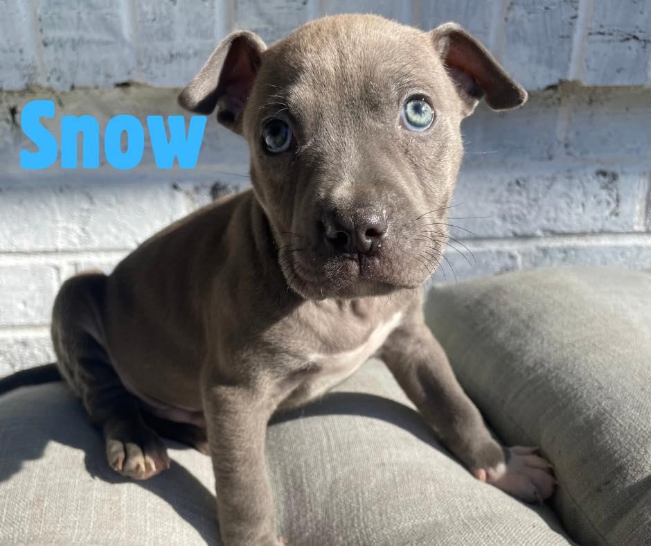 Snow, adopted, Puppy Male American Bully.