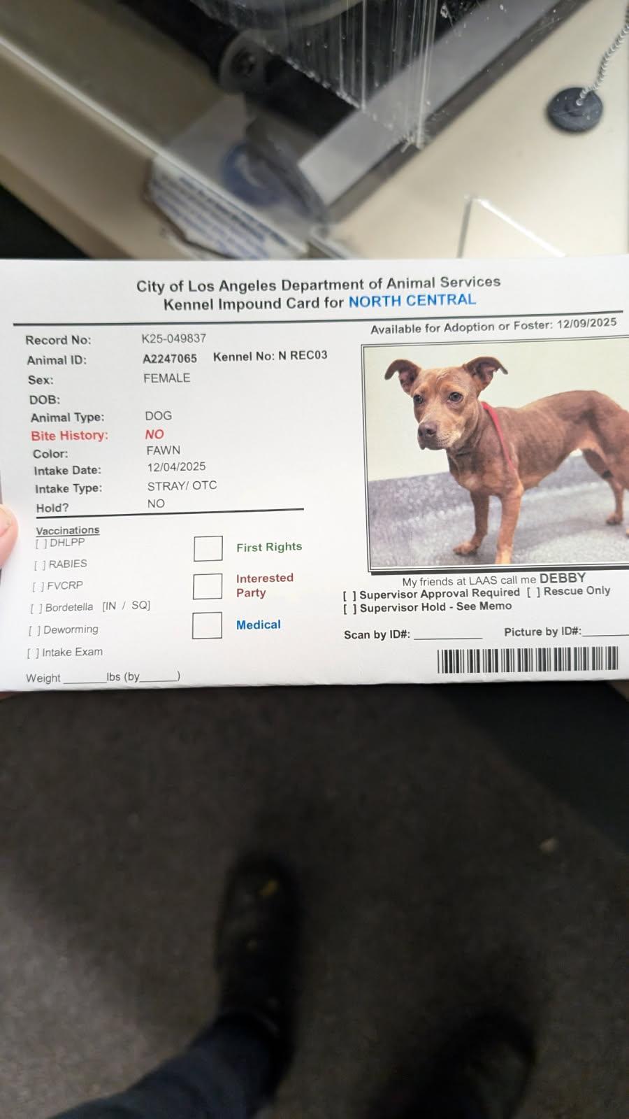 Enlarge Debby, an adoptable Chihuahua in Los Angeles, CA image 6/6