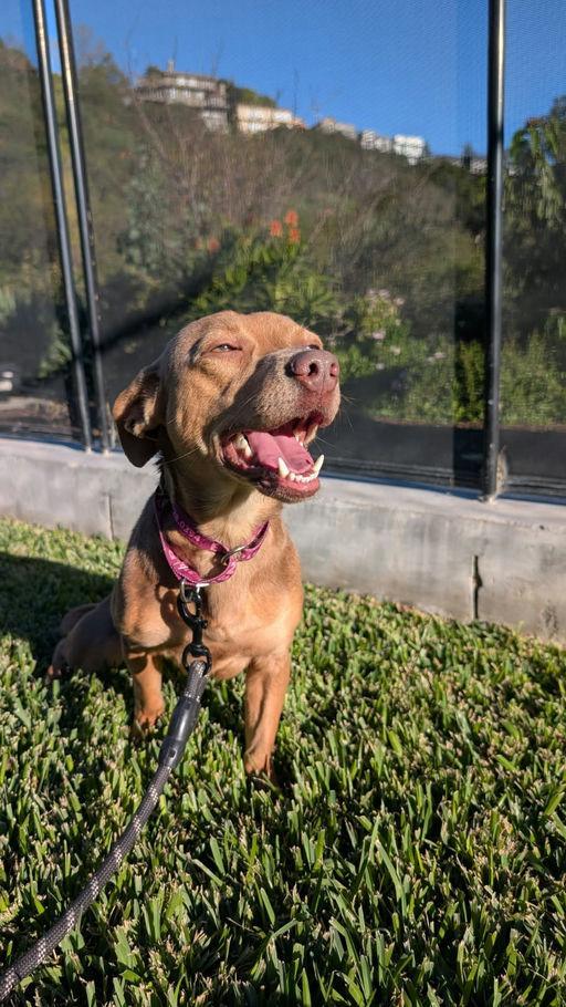 Enlarge Debby, an adoptable Chihuahua in Los Angeles, CA image 4/6