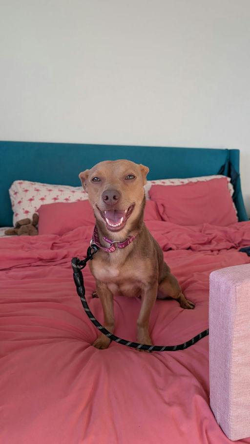 Enlarge Debby, an adoptable Chihuahua in Los Angeles, CA image 3/6