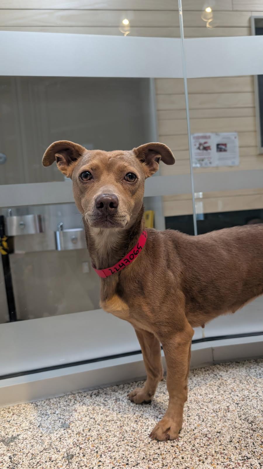 Enlarge Debby, an adoptable Chihuahua in Los Angeles, CA image 1/6