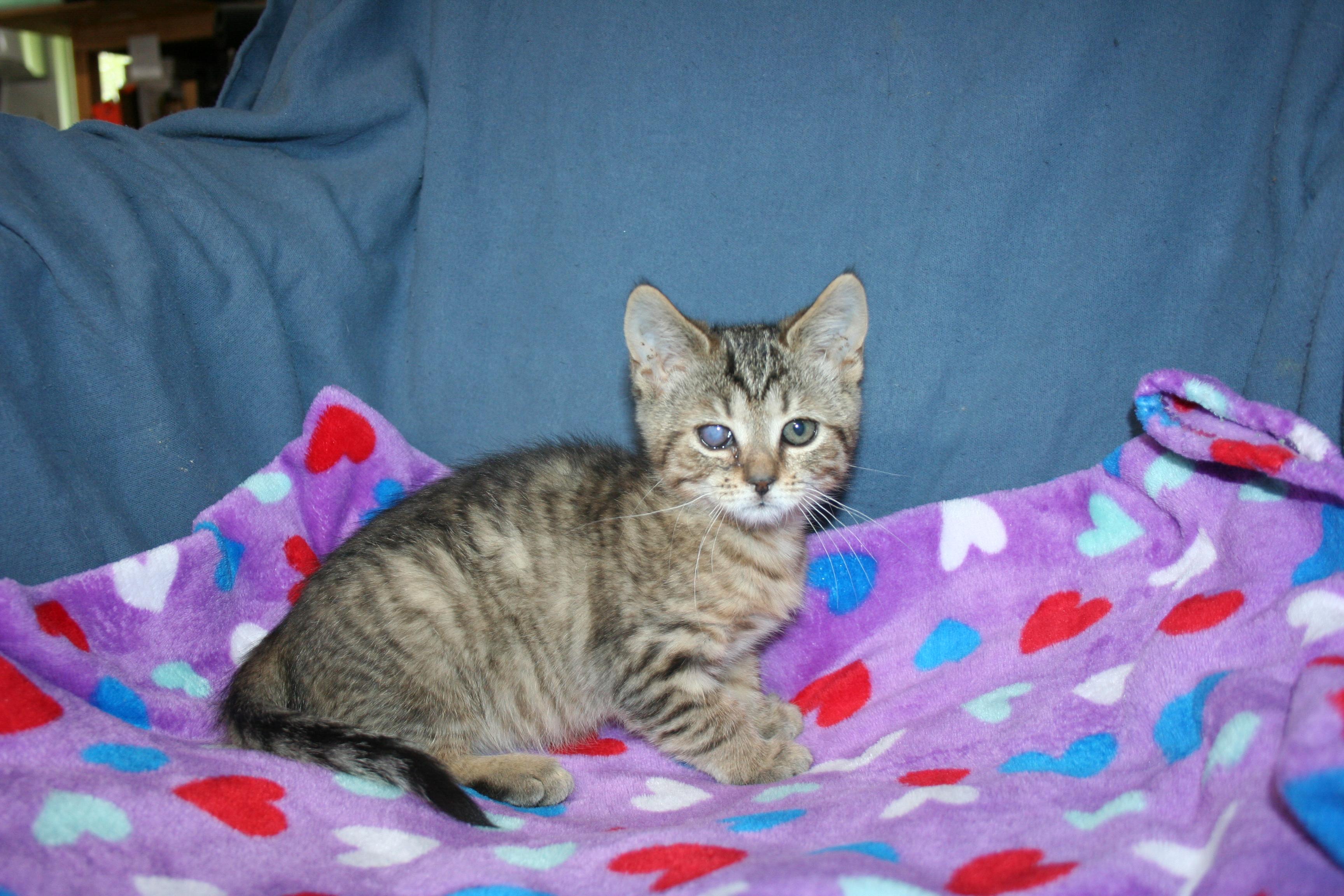 Enlarge Relish, an adopted mixed breed in Howell, MI image 2/2