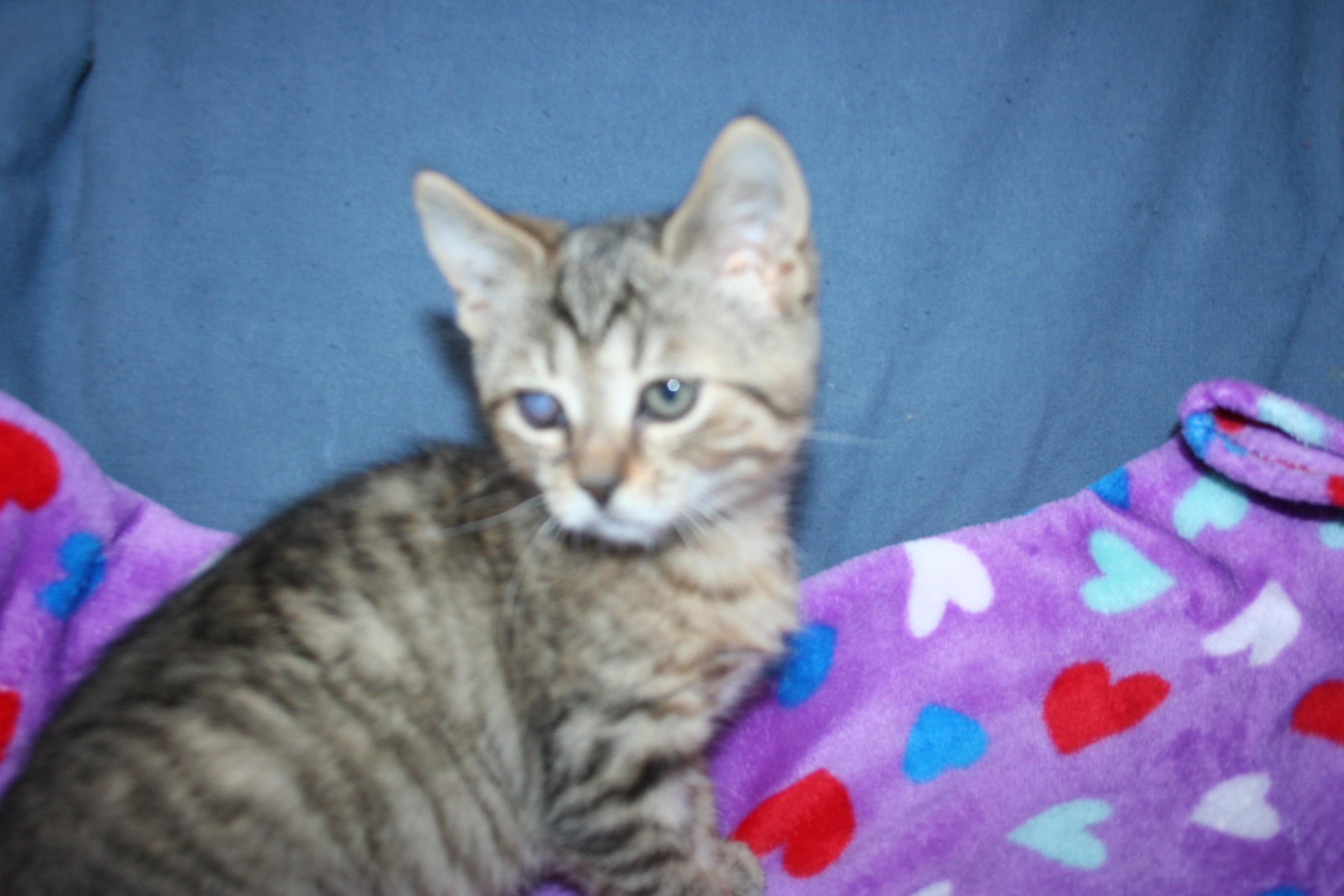 Relish, Adoptable, Kitten Female Tabby.