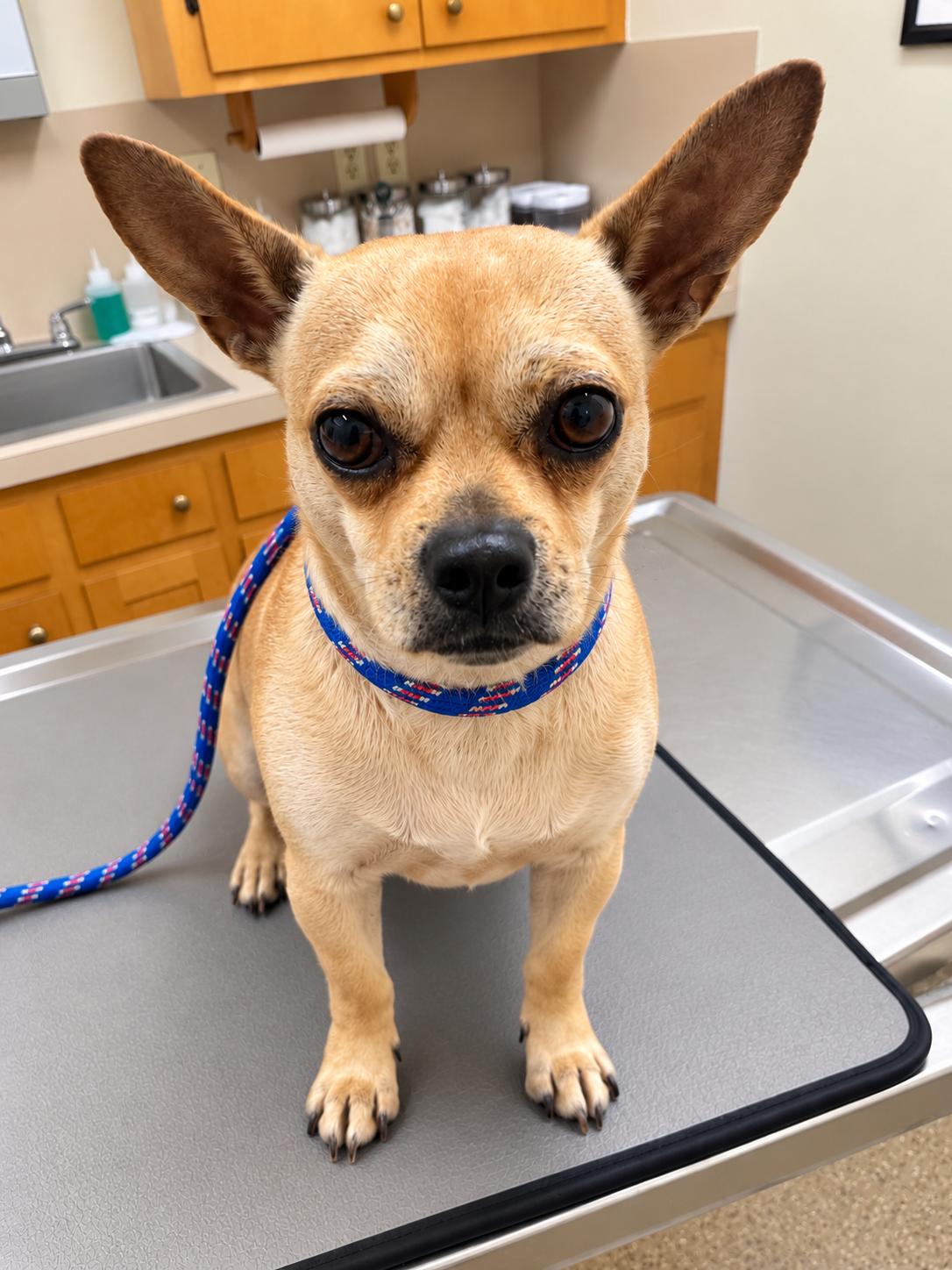 Enlarge FRANKIE, a Adoptable Chihuahua in Thornhill, ON image 1/2