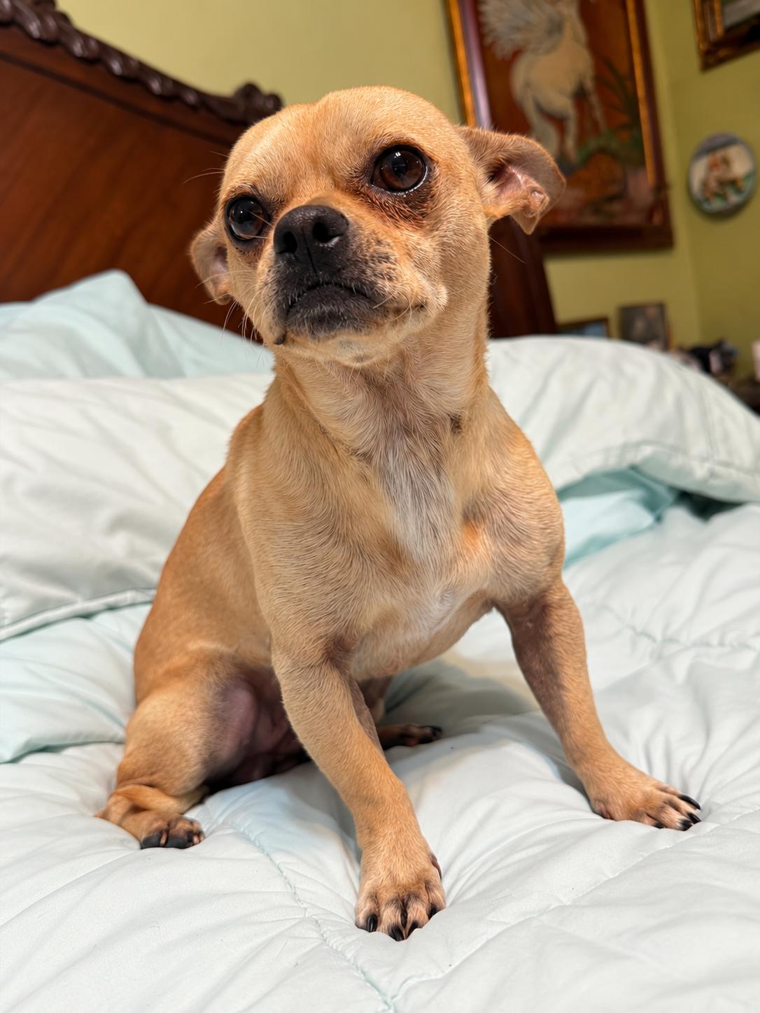 Enlarge FRANKIE, a Adoptable Chihuahua in Thornhill, ON image 2/2