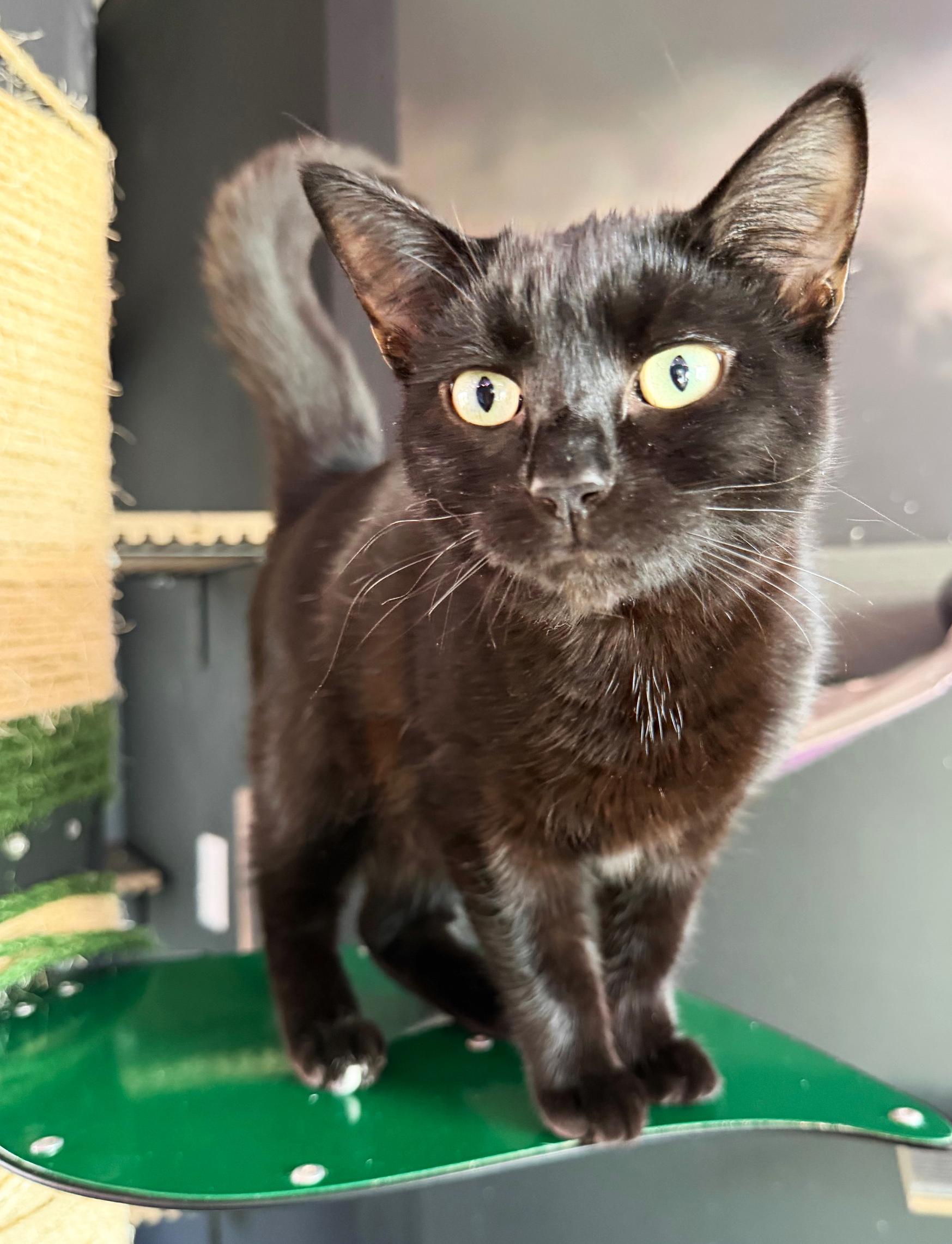 Enlarge Vera, a ADOPTABLE Domestic Short Hair in Asheville, NC image 1/1