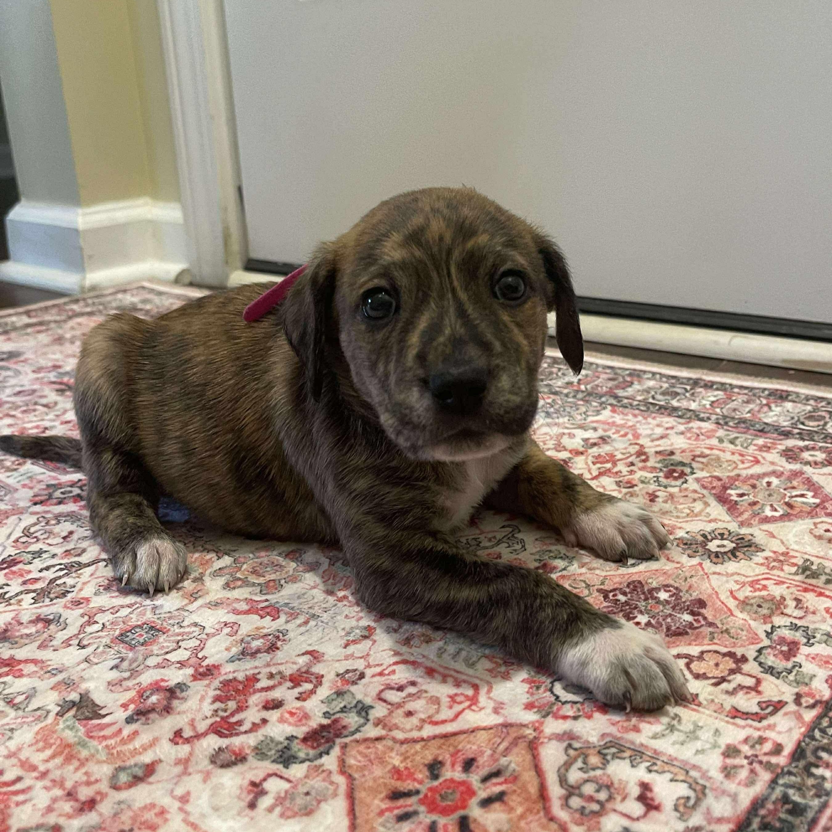 Enlarge Tiger Lily, a ADOPTABLE mixed breed in Wando, SC image 5/6