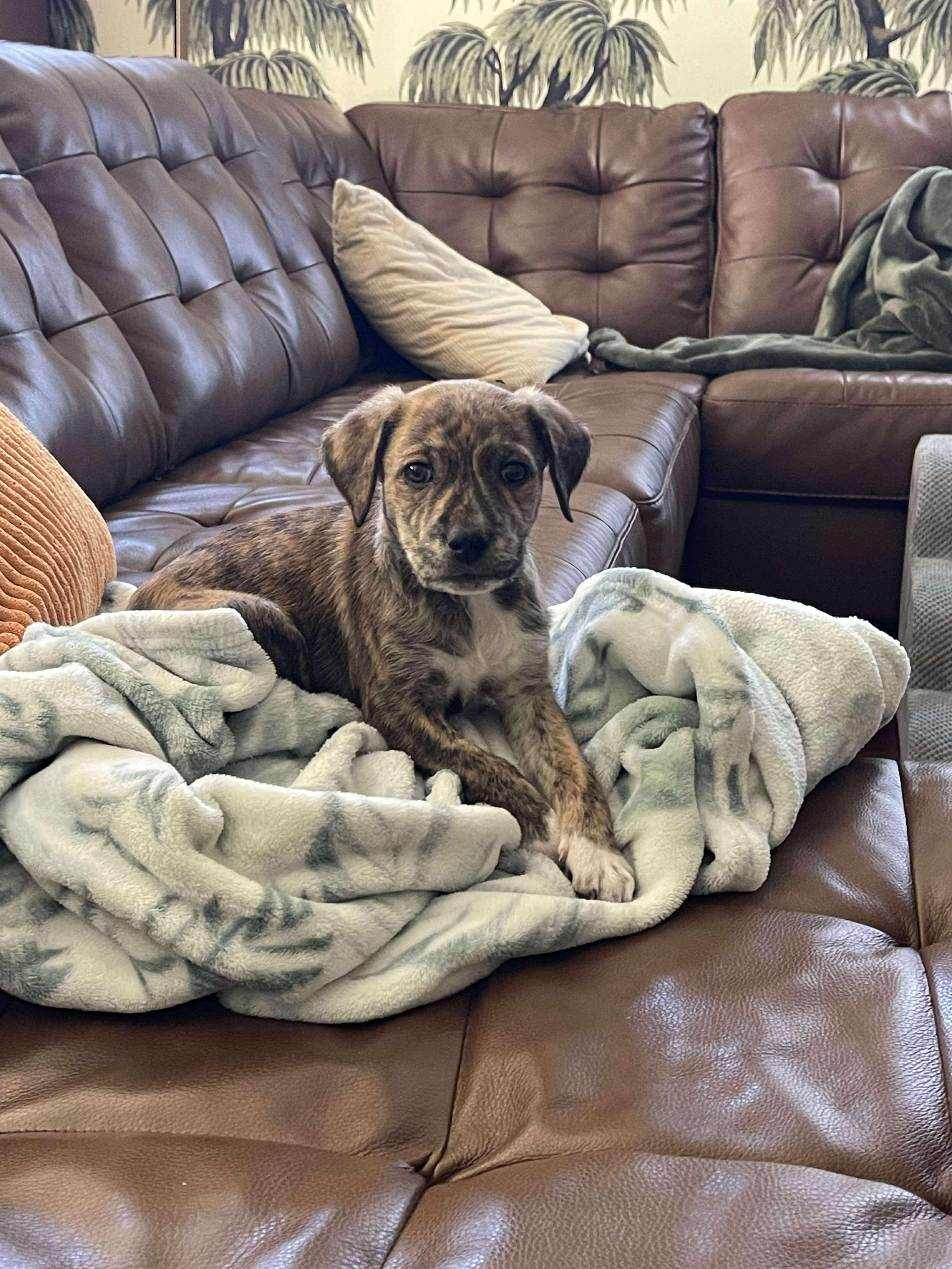 Enlarge Tiger Lily, a ADOPTABLE mixed breed in Wando, SC image 6/6