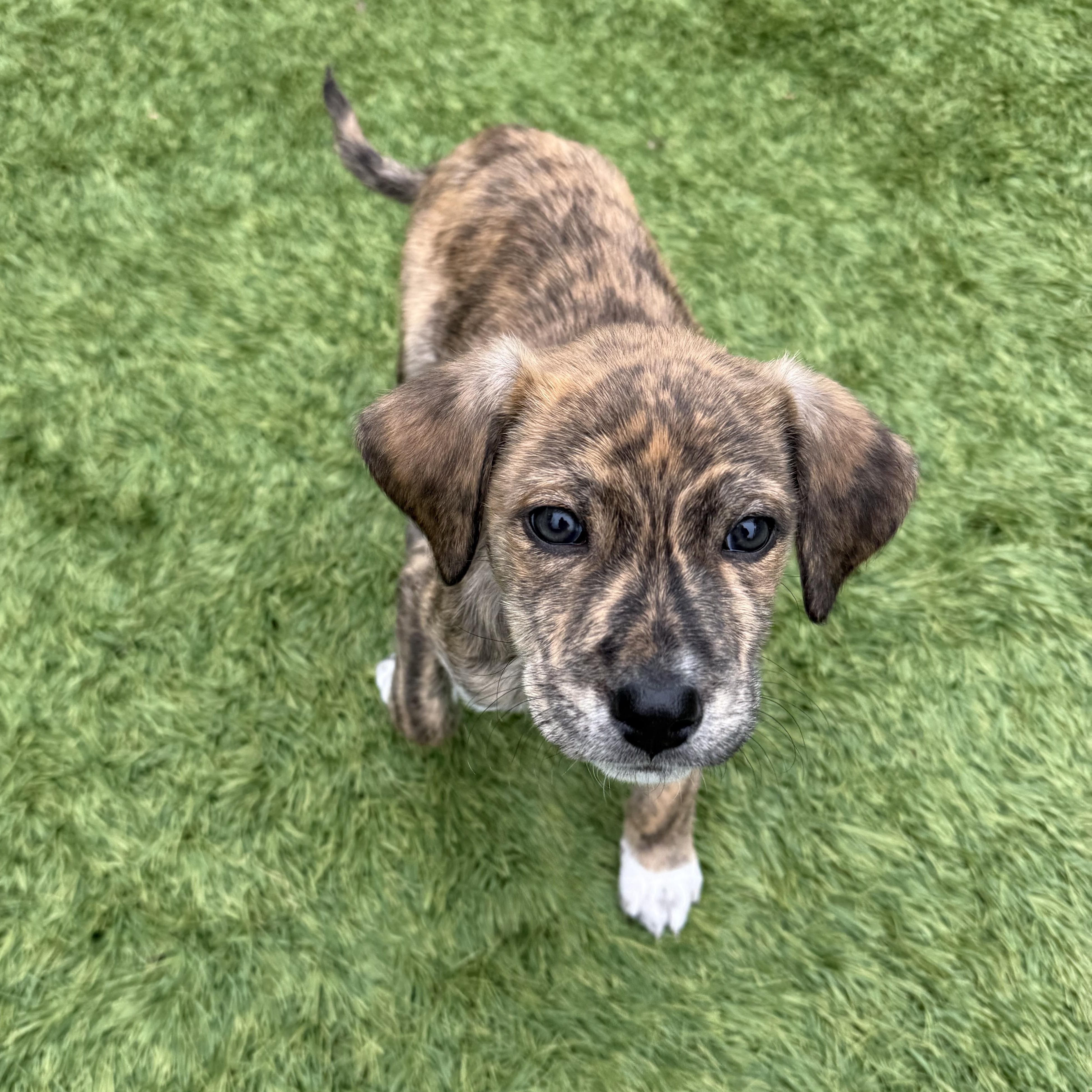 Enlarge Tiger Lily, a ADOPTABLE mixed breed in Wando, SC image 1/6