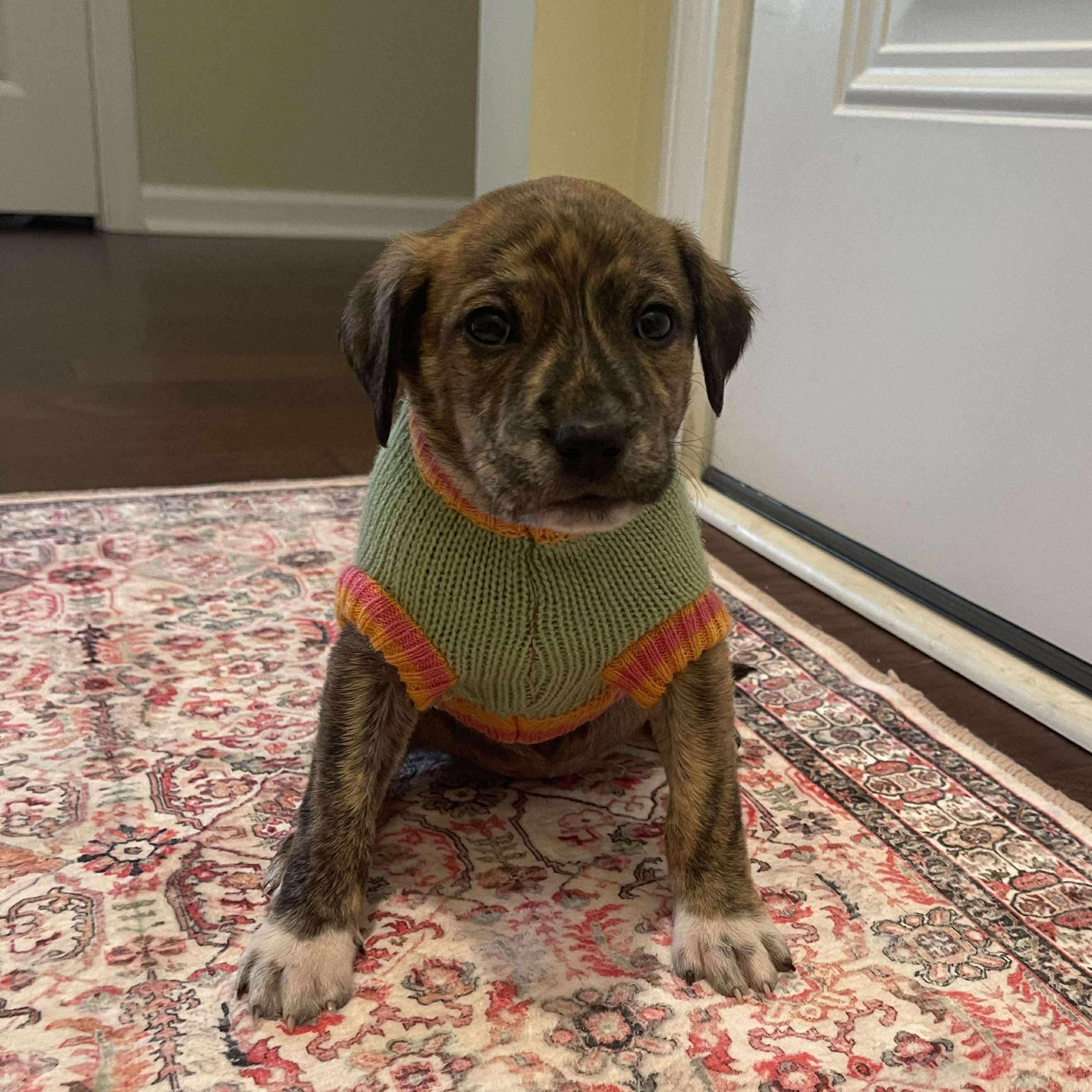 Enlarge Tiger Lily, a ADOPTABLE mixed breed in Wando, SC image 3/6