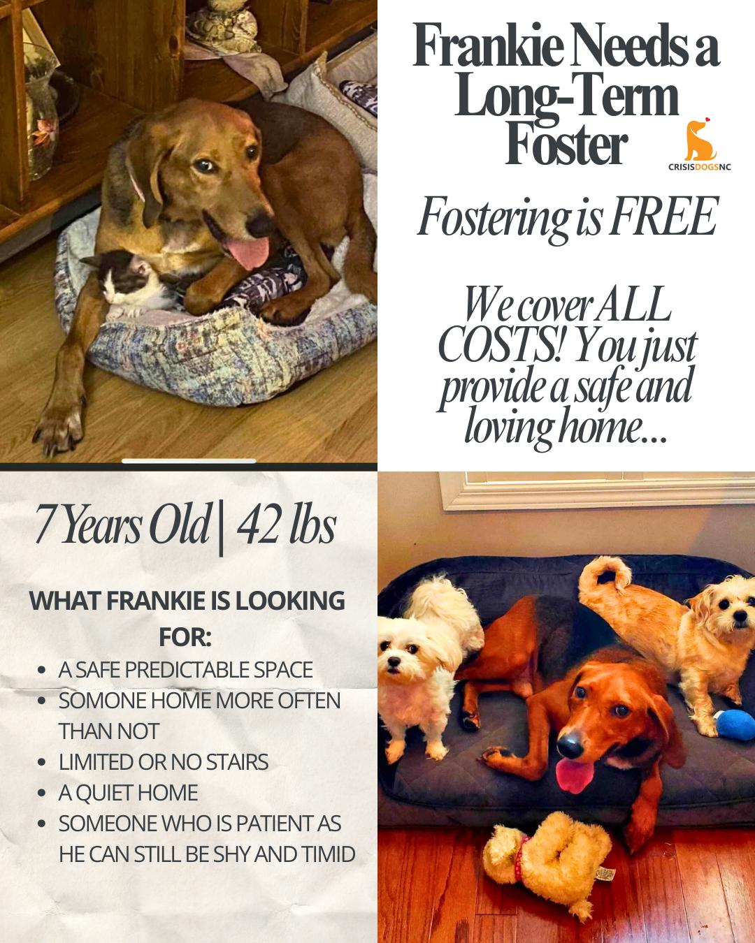 Frankie, Adoptable, Adult Male Hound.