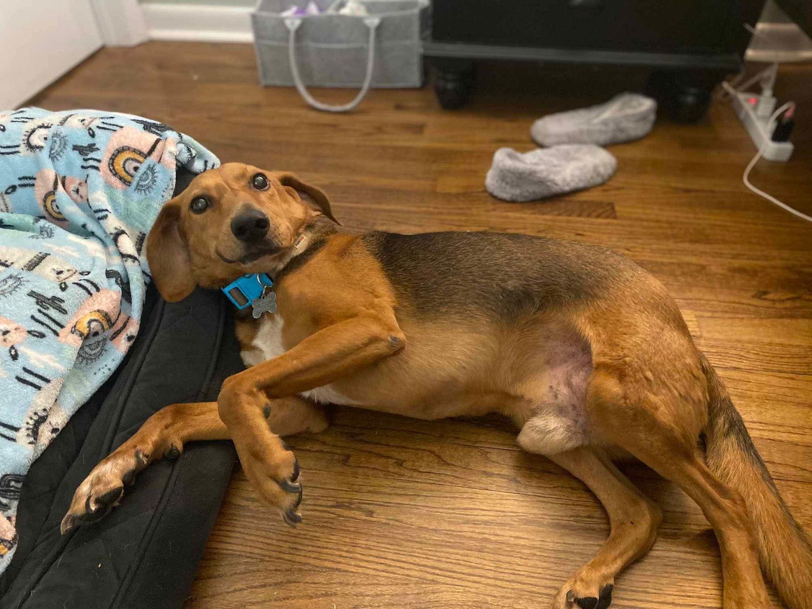 Frankie (Long Term/Forever Foster Needed), Adoptable, Adult Male Hound.