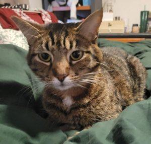 Keiki, ADOPTABLE, Senior Female Domestic Short Hair.