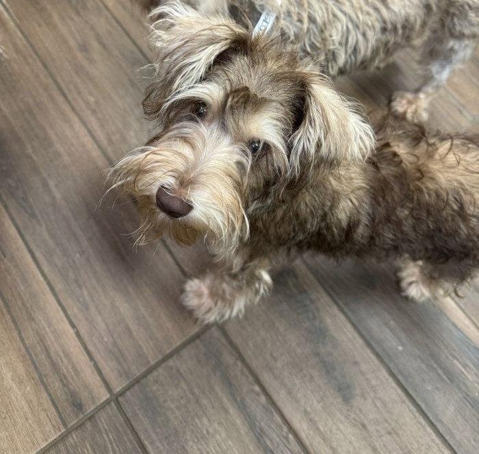 Mitzi, Adopted, Young Female Schnauzer.