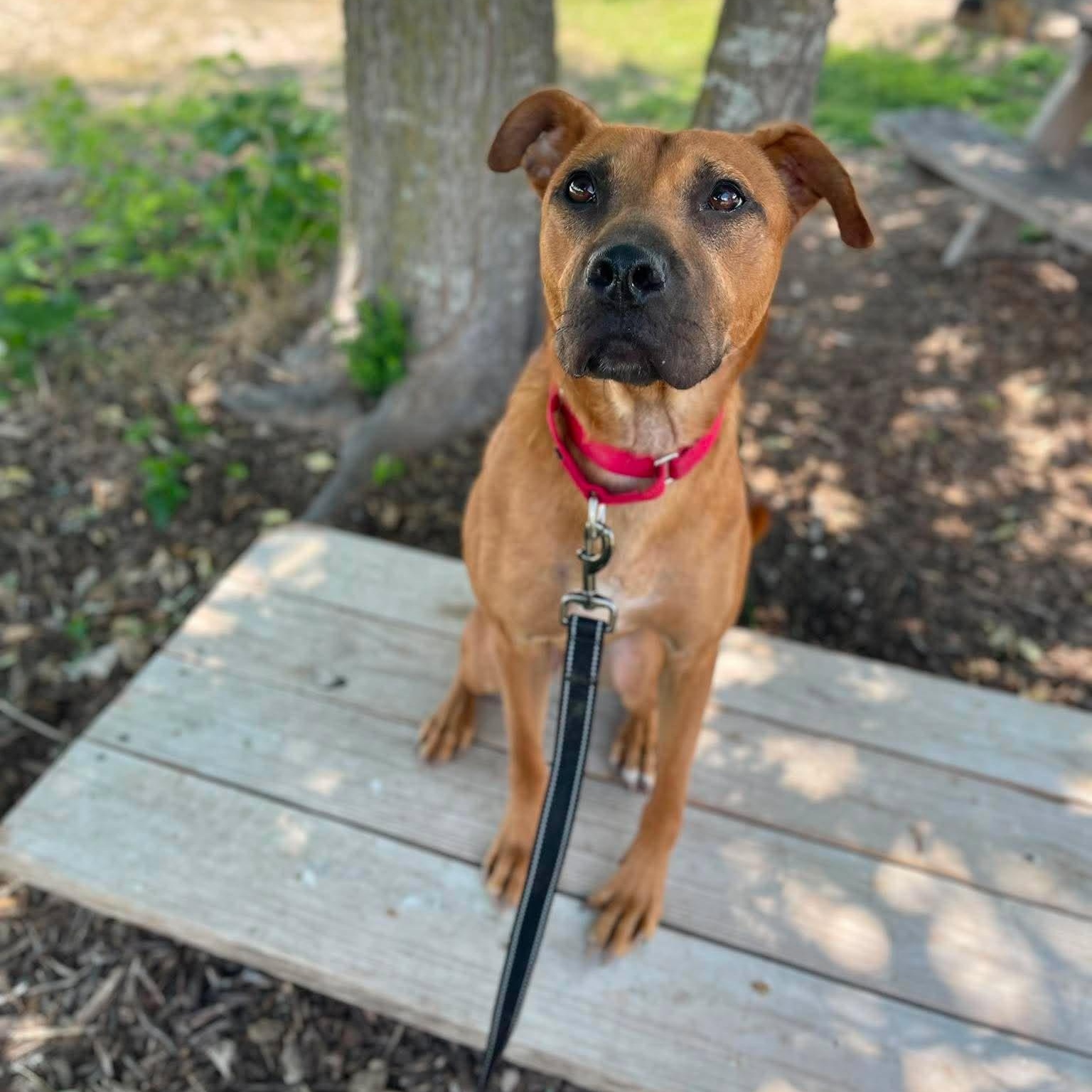 Enlarge Lucas, a Adoptable mixed breed in Hagerstown, MD image 3/6