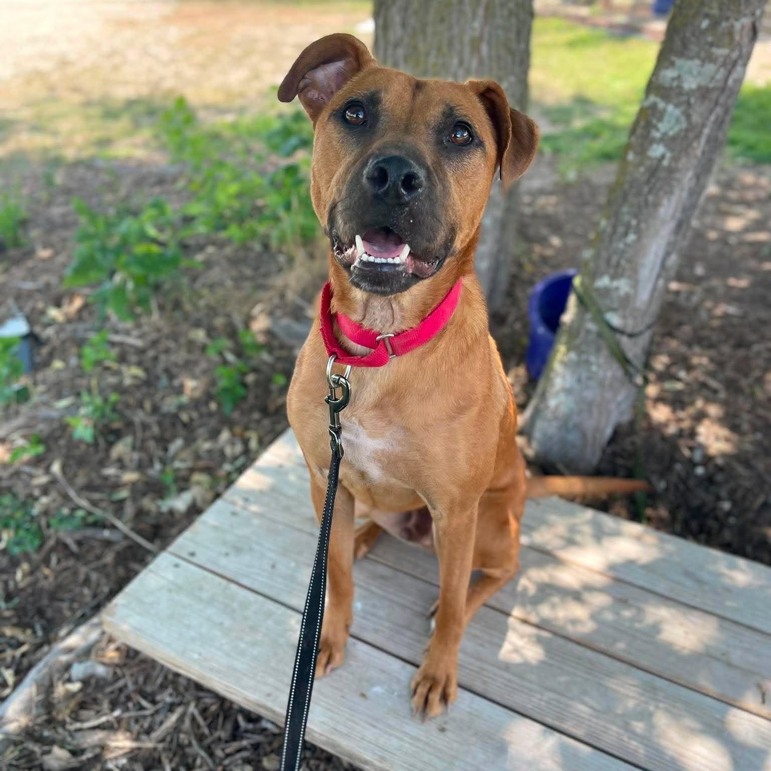 Lucas, Adoptable, Young Male Pit Bull Terrier & Shiba Inu.