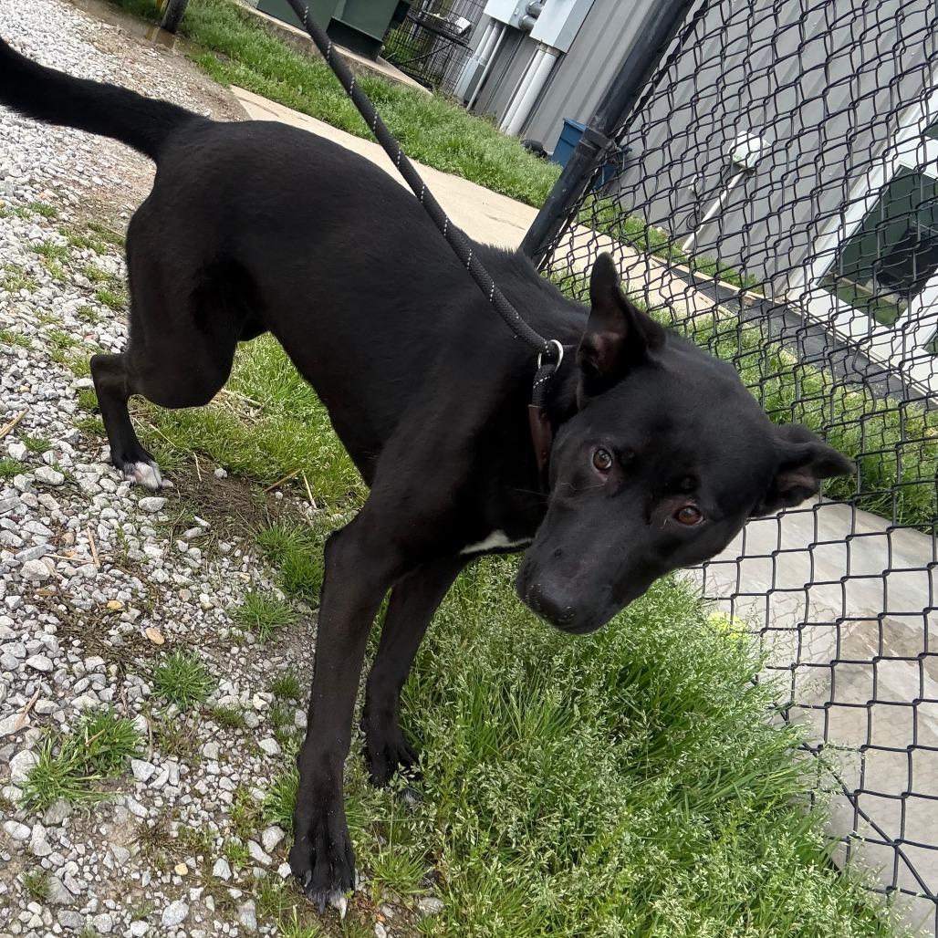 Enlarge Sissy - 021101U, a Adoptable mixed breed in Tupelo, MS image 2/4