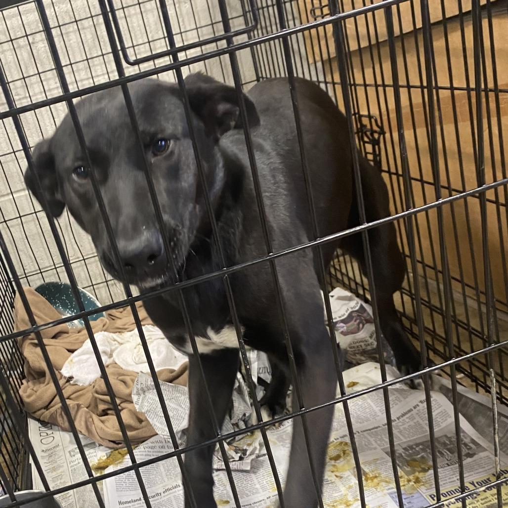 Enlarge Sissy - 021101U, a Adoptable mixed breed in Tupelo, MS image 3/4