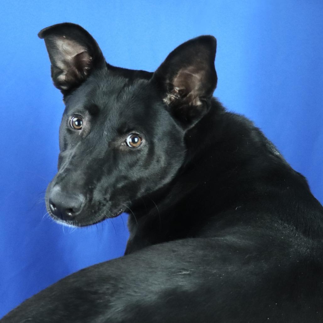 Enlarge Sissy - 021101U, a Adoptable mixed breed in Tupelo, MS image 4/4