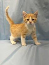 Enlarge Kaiju, a Adopted mixed breed in McCook, NE image 2/3