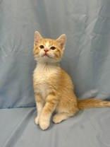 Enlarge Kaiju, a Adopted mixed breed in McCook, NE image 1/3