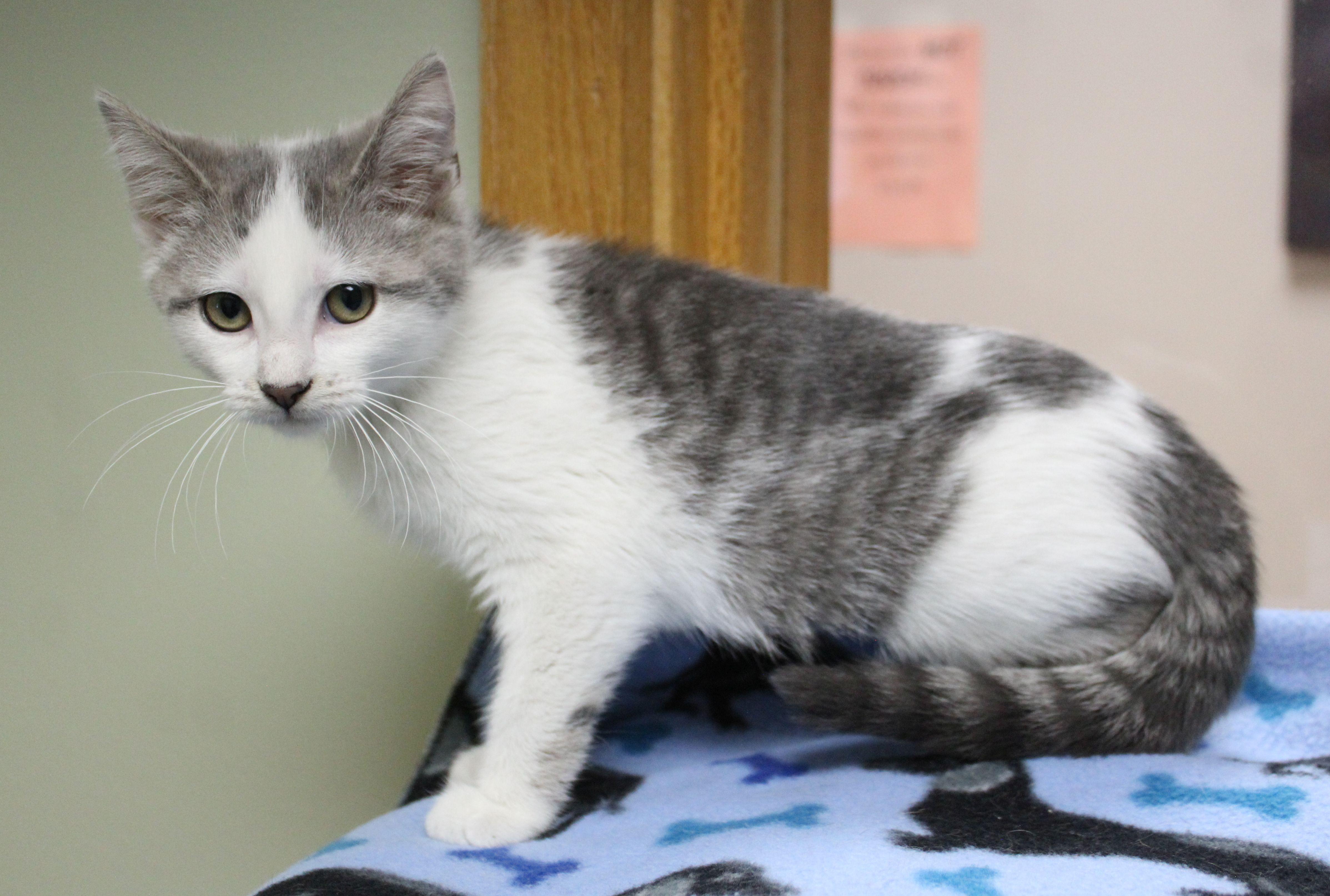 Capri Sun, a ADOPTABLE mixed breed in Portage, WI image 2/2