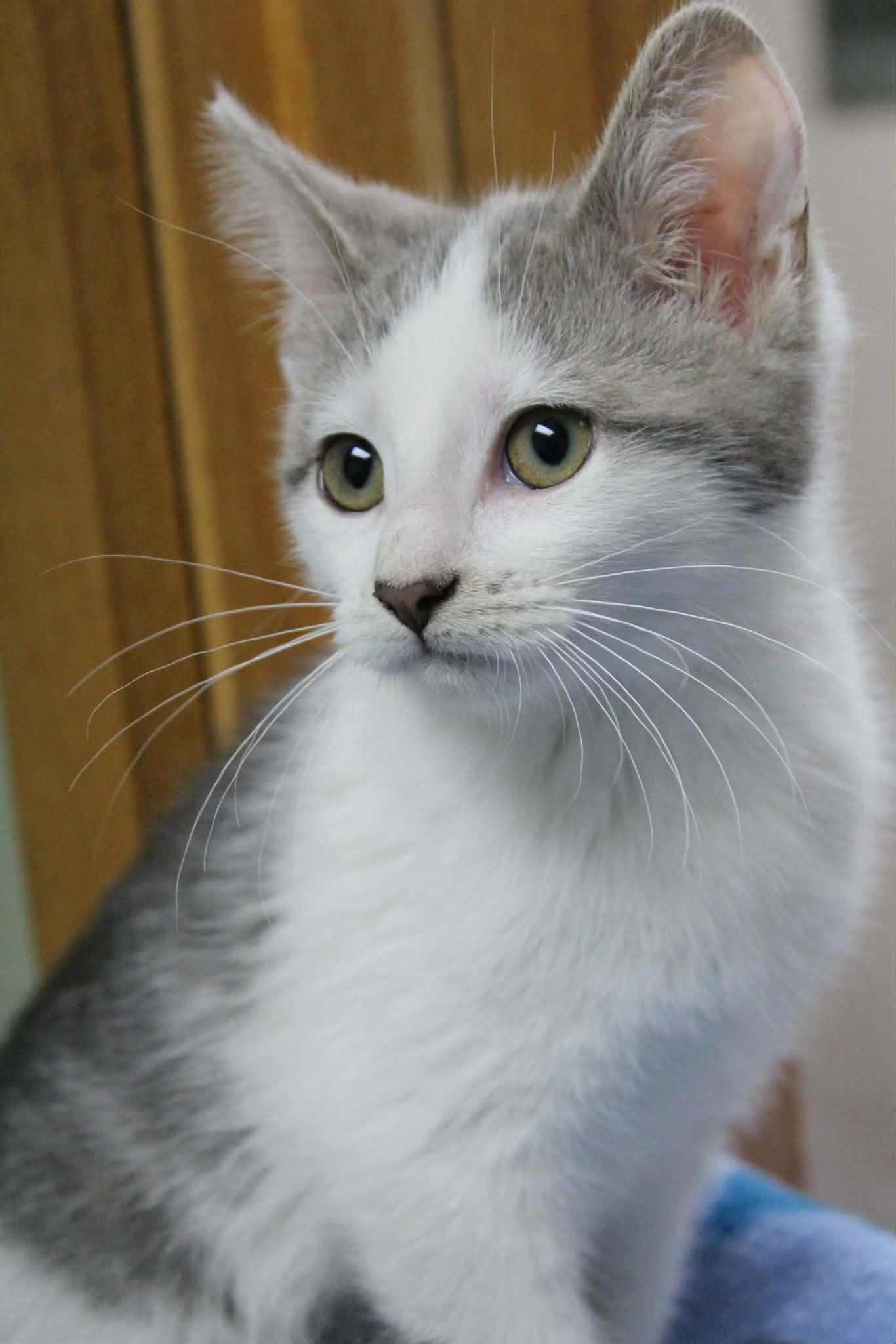 Capri Sun, ADOPTABLE, Kitten Female Domestic Short Hair.