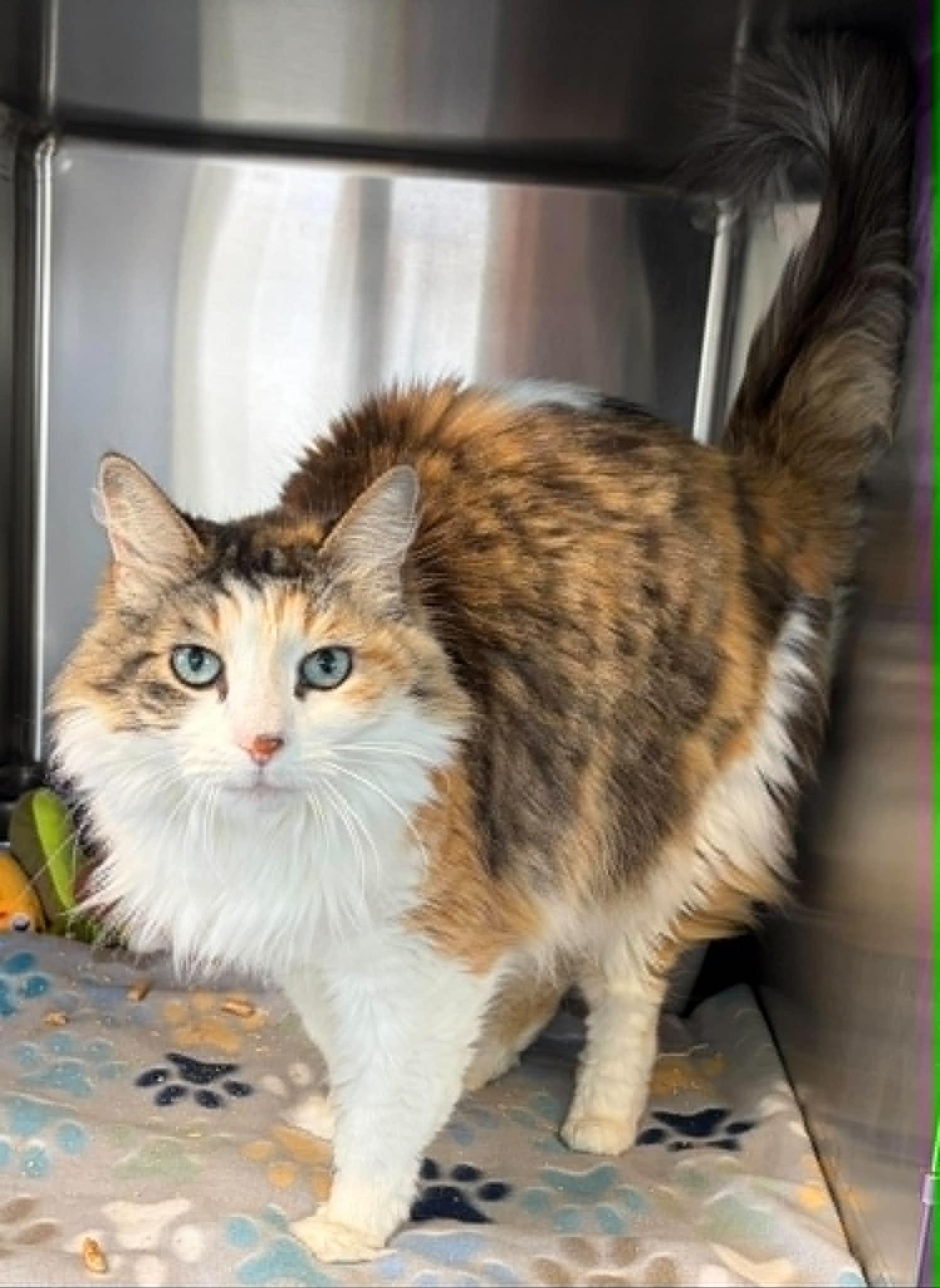 Enlarge Rosie, an adopted Domestic Long Hair in Lincoln, MI image 1/1