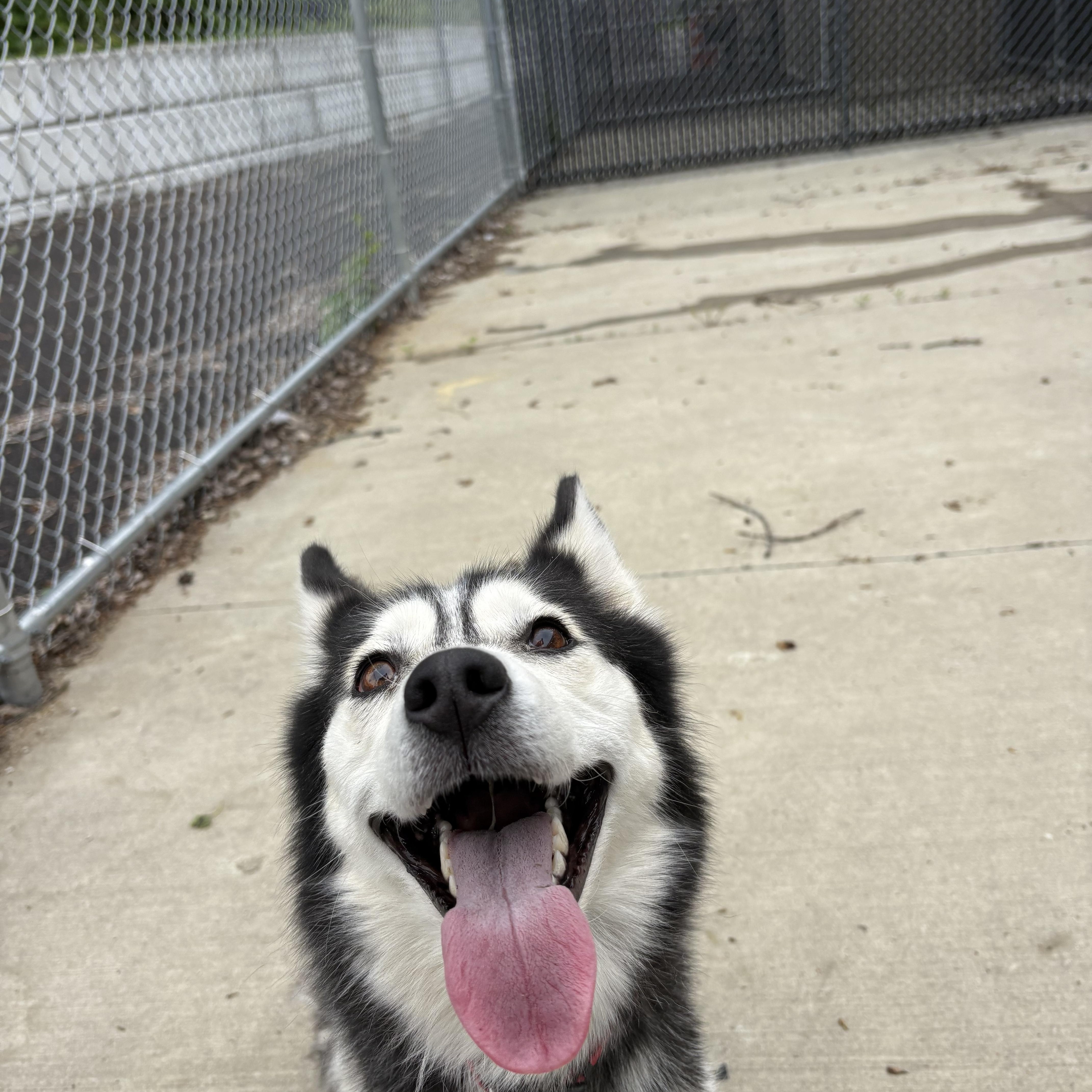 Angel, a ADOPTABLE Siberian Husky in North Providence, RI image 3/3