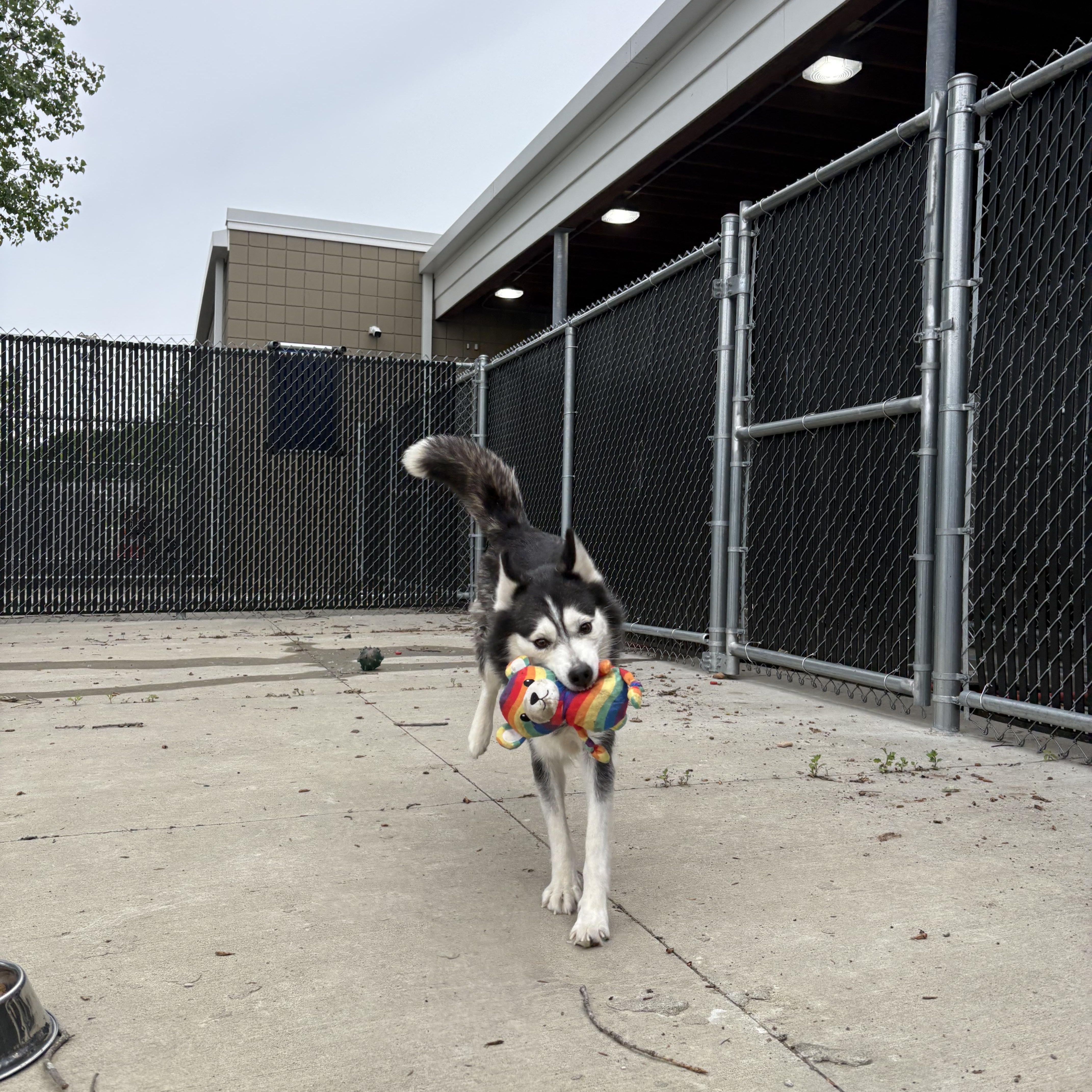 Angel, ADOPTABLE, Young Female Siberian Husky.