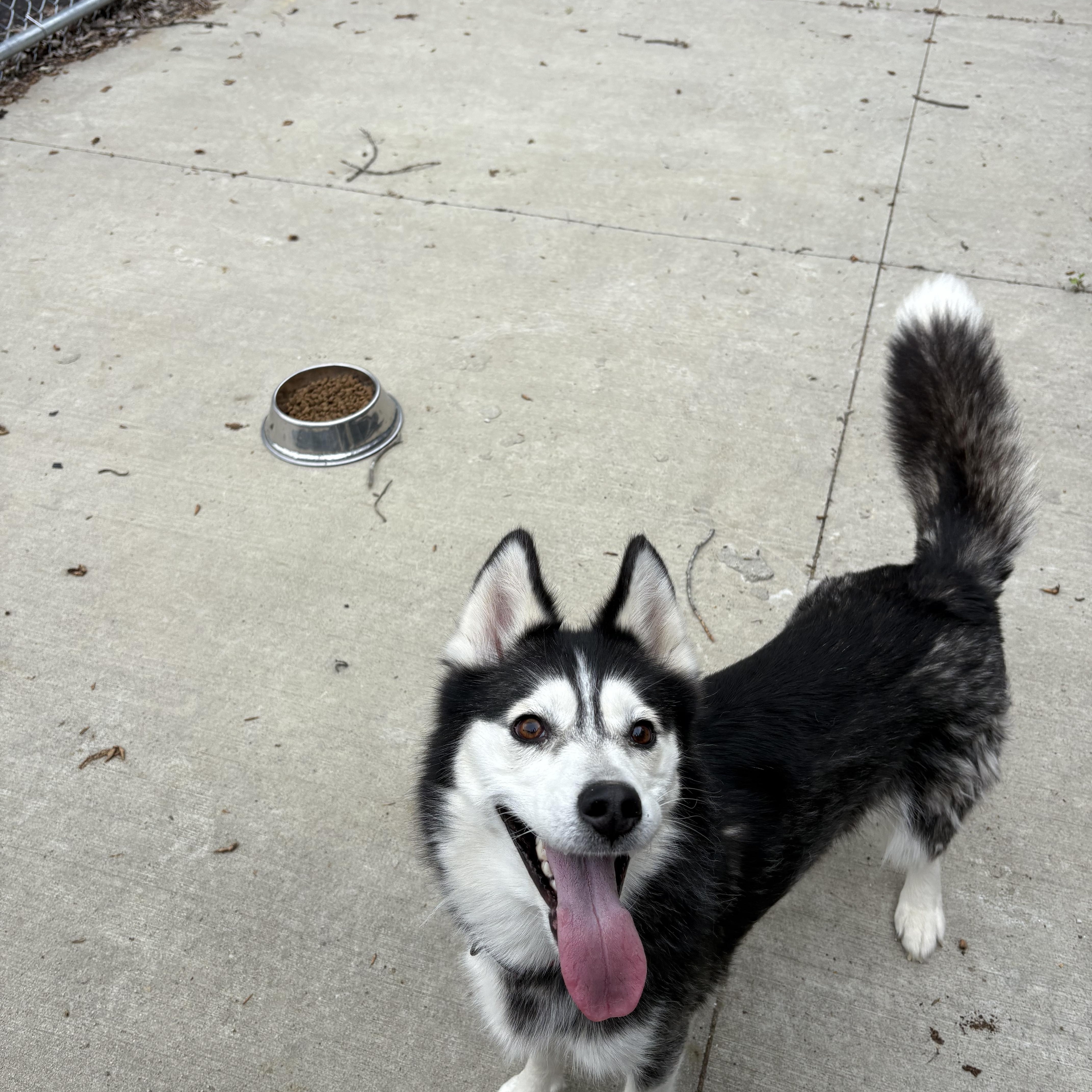 Angel, a ADOPTABLE Siberian Husky in North Providence, RI image 2/3