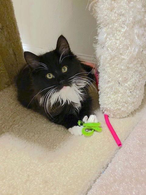 SPENCER - Bonded with Albie, Adopted, Kitten Male Domestic Long Hair.