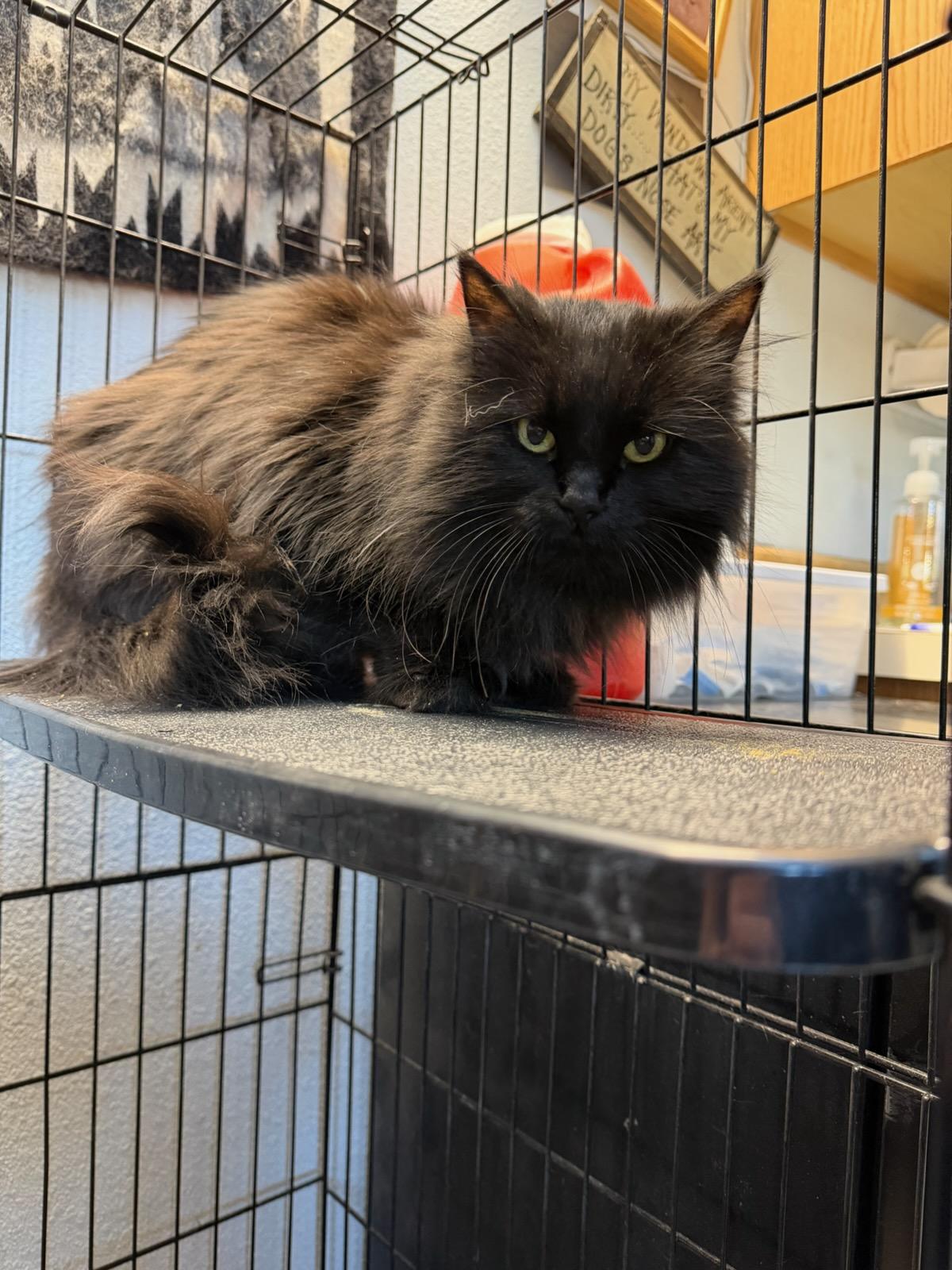 Cynder, Adoptable, Senior Female Domestic Long Hair.
