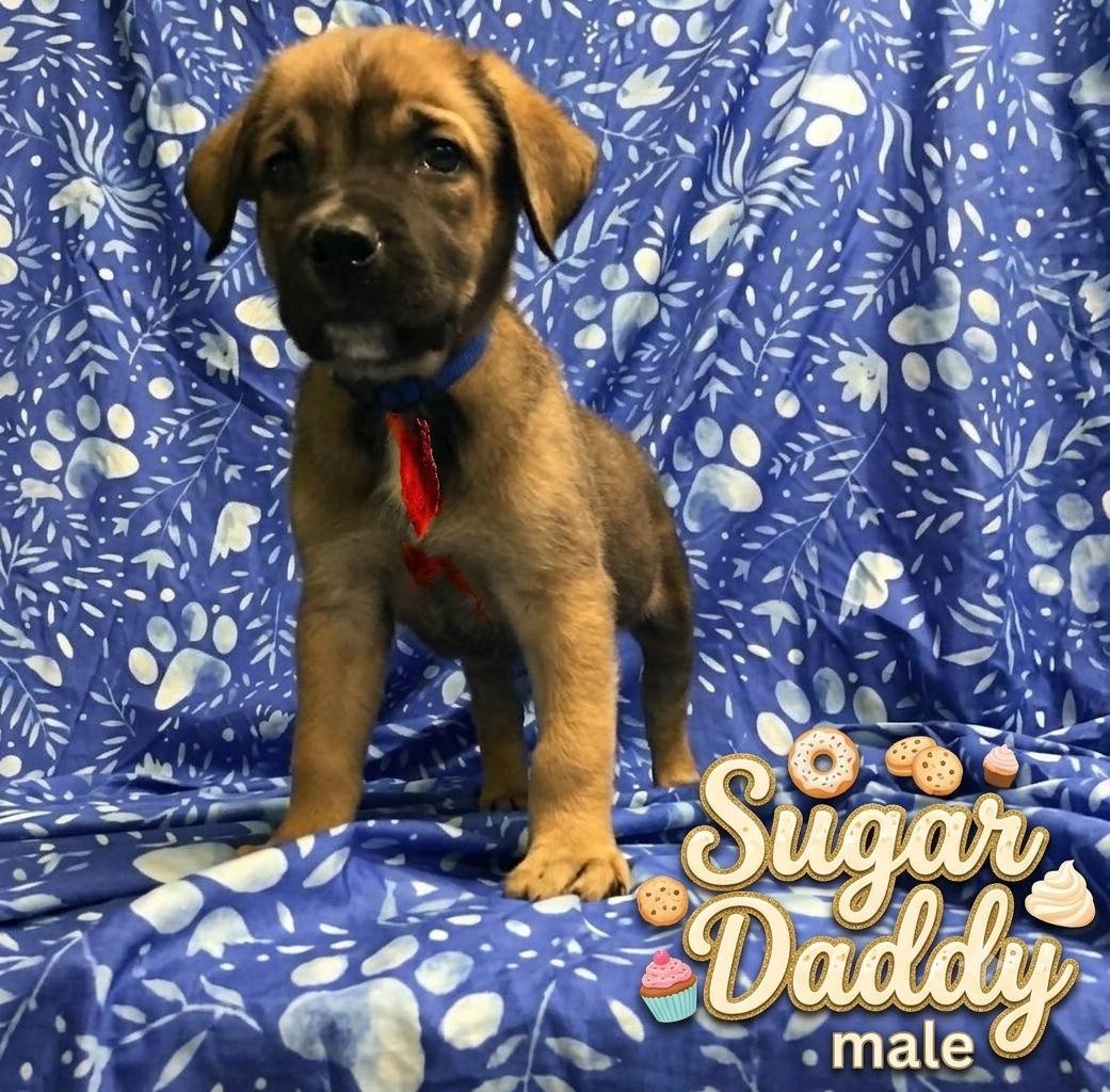 Sugar Daddy, ADOPTABLE, Puppy Male Belgian Shepherd / Malinois.