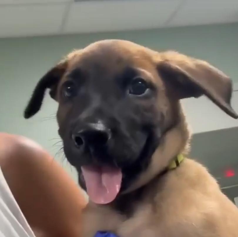 Sugar Daddy, a ADOPTABLE Belgian Shepherd / Malinois in Minooka, IL image 1/3