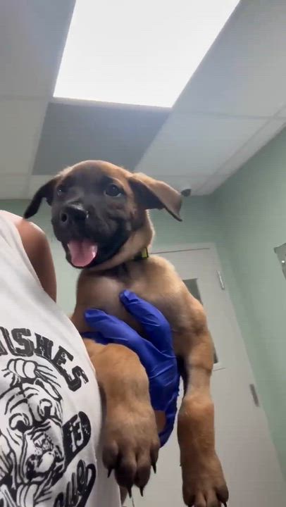 Enlarge Sugar Daddy, a ADOPTABLE Belgian Shepherd / Malinois in Minooka, IL video 3/3