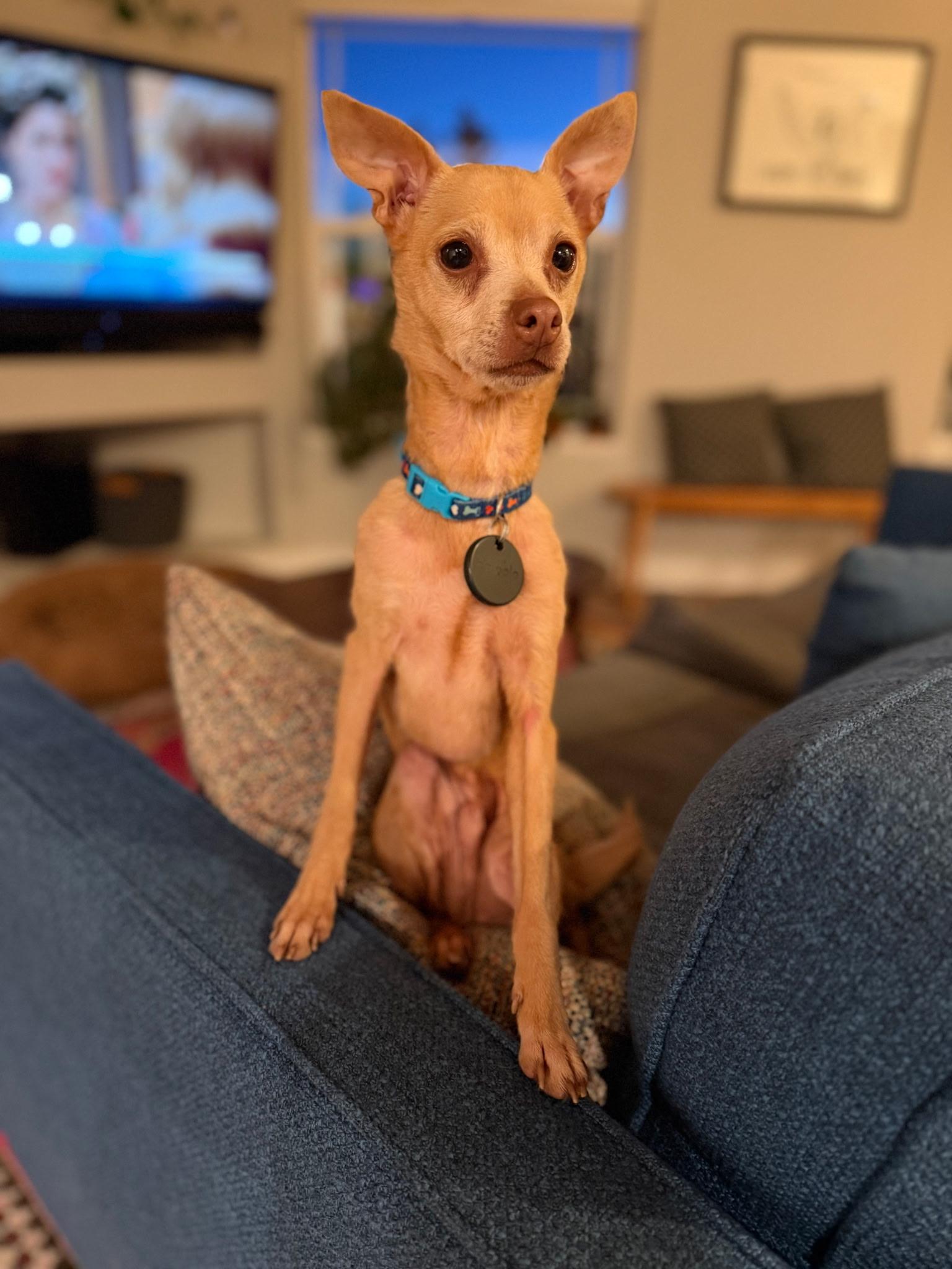 Milo, a ADOPTABLE mixed breed in Powell Butte, OR image 6/6