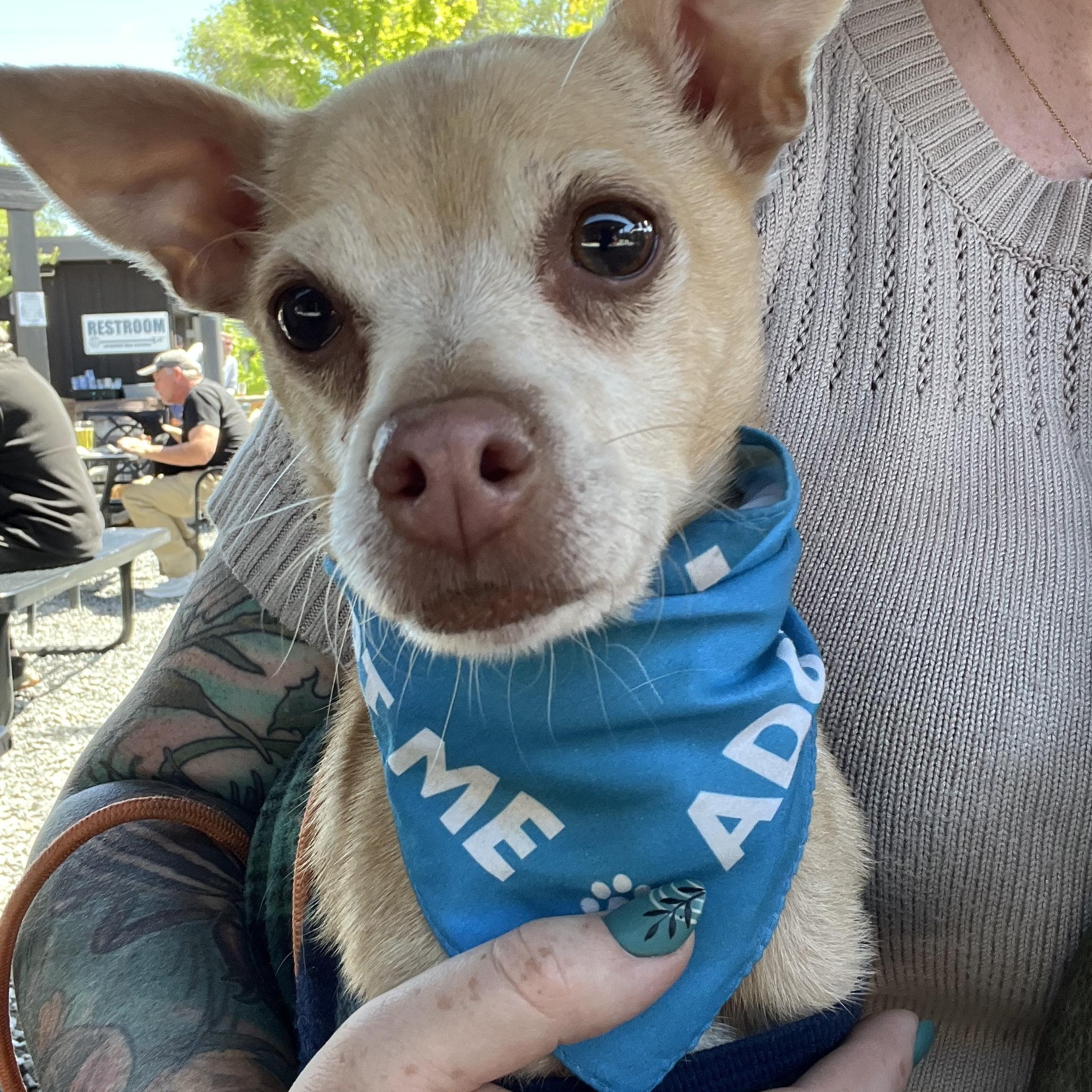 Milo, a ADOPTABLE mixed breed in Powell Butte, OR image 4/6