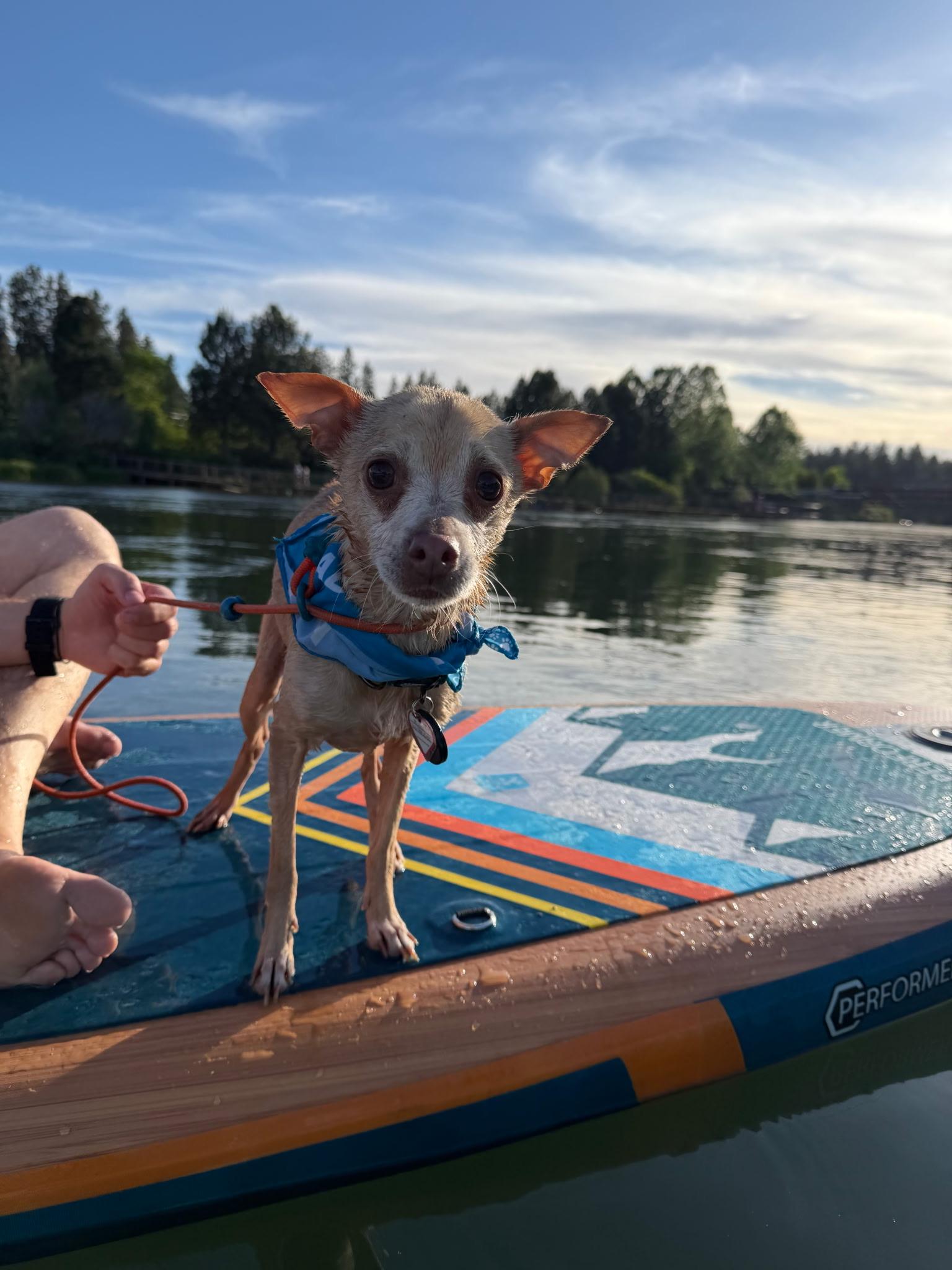 Milo, a ADOPTABLE mixed breed in Powell Butte, OR image 1/6