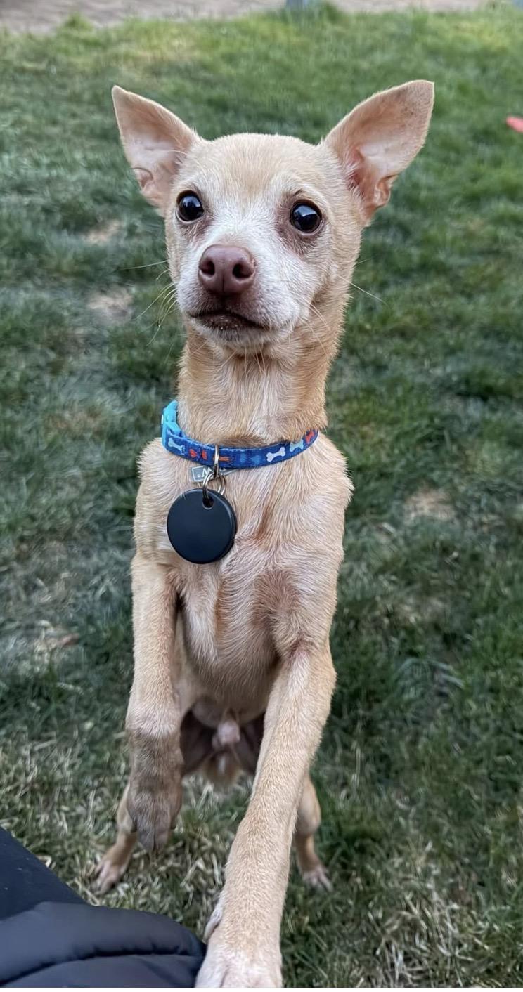 Enlarge Squire , a ADOPTABLE mixed breed in Powell Butte, OR image 1/4