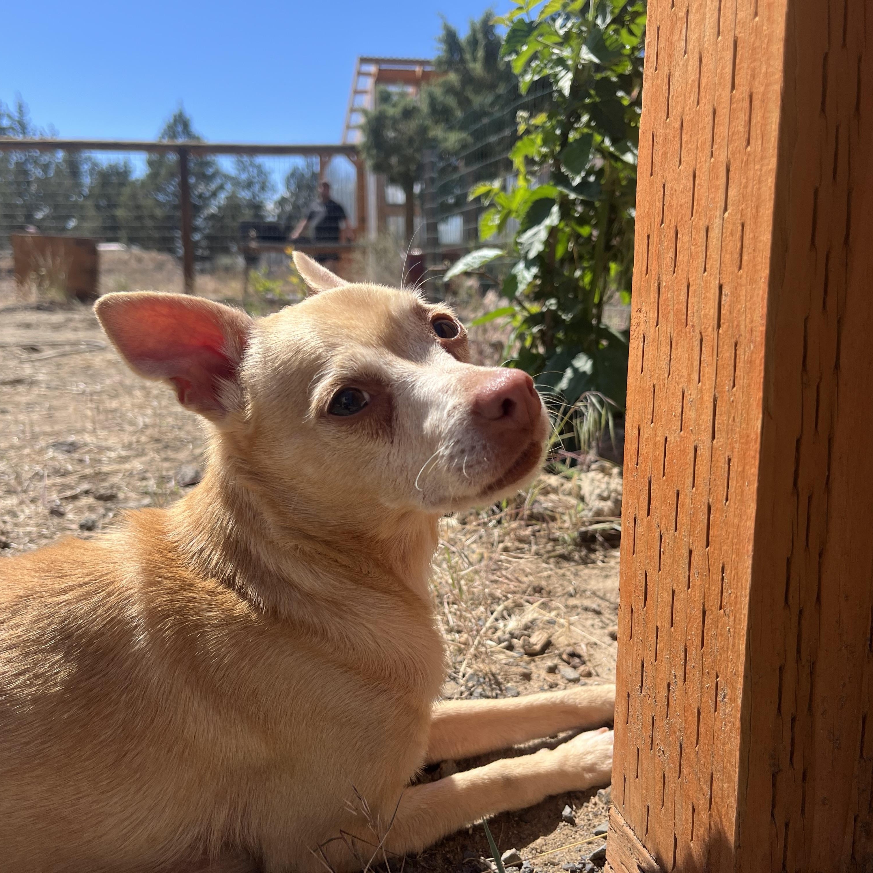 Milo, a ADOPTABLE mixed breed in Powell Butte, OR image 5/6