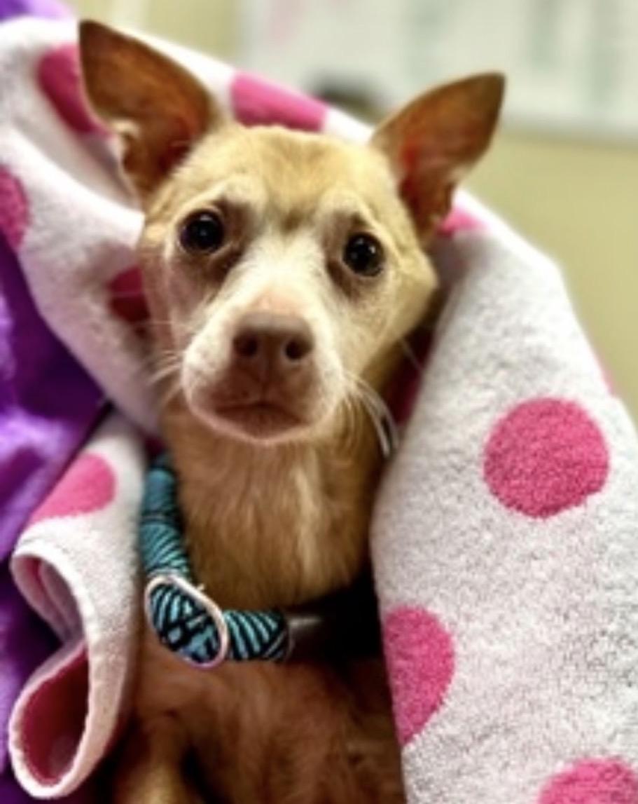 Enlarge Squire , a ADOPTABLE mixed breed in Powell Butte, OR image 2/4