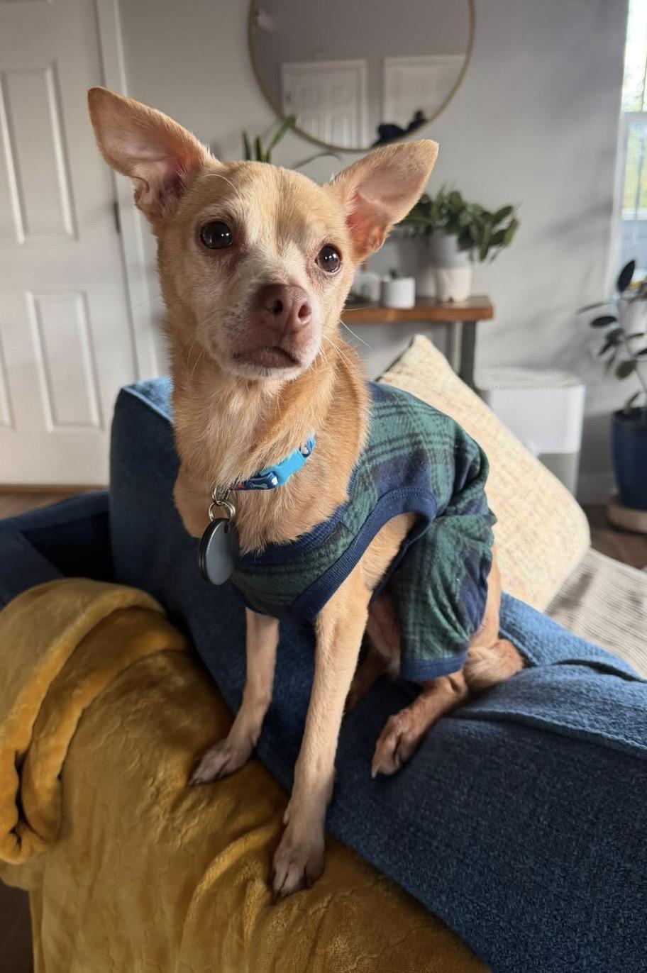 Enlarge Squire , a ADOPTABLE mixed breed in Powell Butte, OR image 4/4