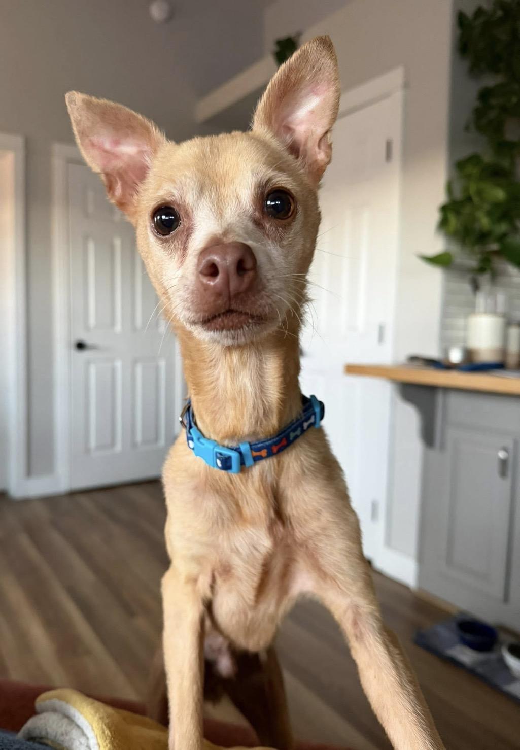 Enlarge Squire , a ADOPTABLE mixed breed in Powell Butte, OR image 3/4