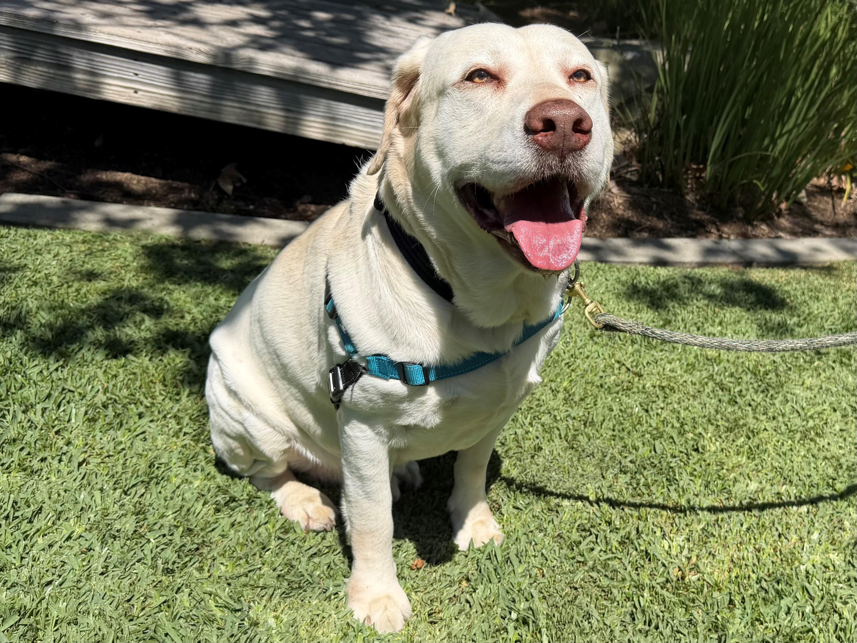 Ford, ADOPTABLE, Senior Male Labrador Retriever.