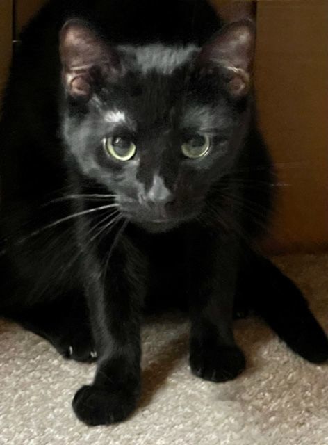 TANGUERAY, Adoptable, Young Male Domestic Short Hair.