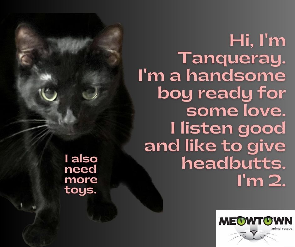 TANGUERAY, a Adoptable Domestic Short Hair in Lake Ozark, MO image 2/4