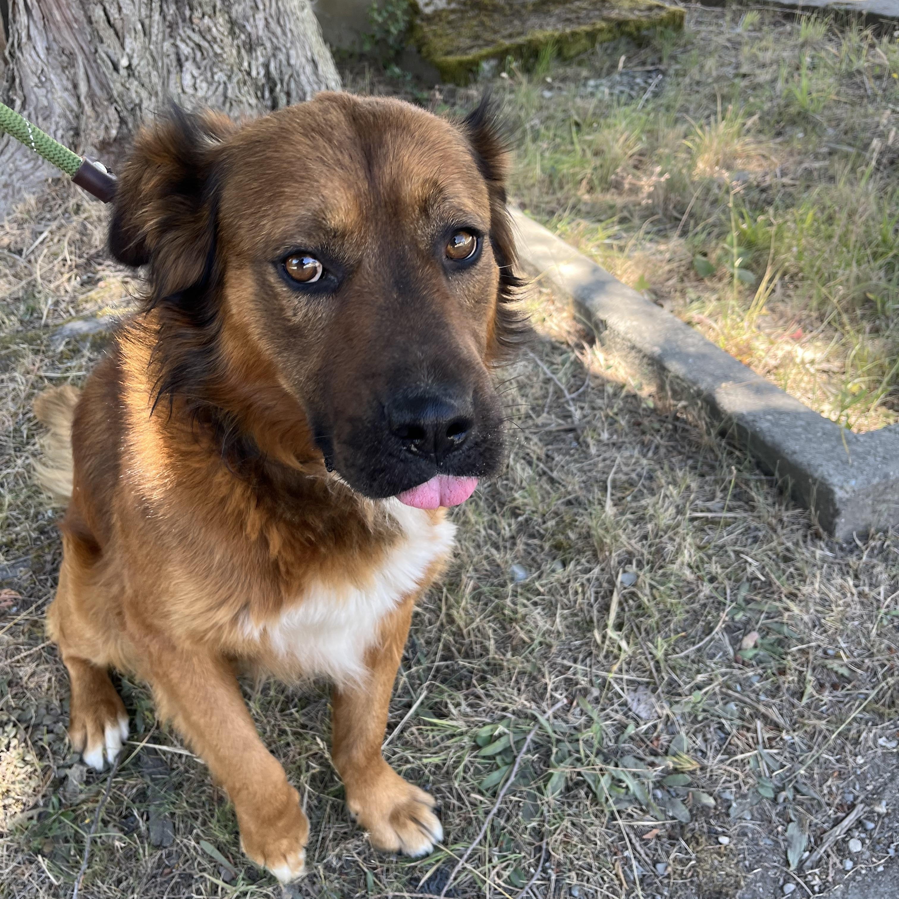 Enlarge Red, a Adoptable mixed breed in Snoqualmie, WA image 2/4